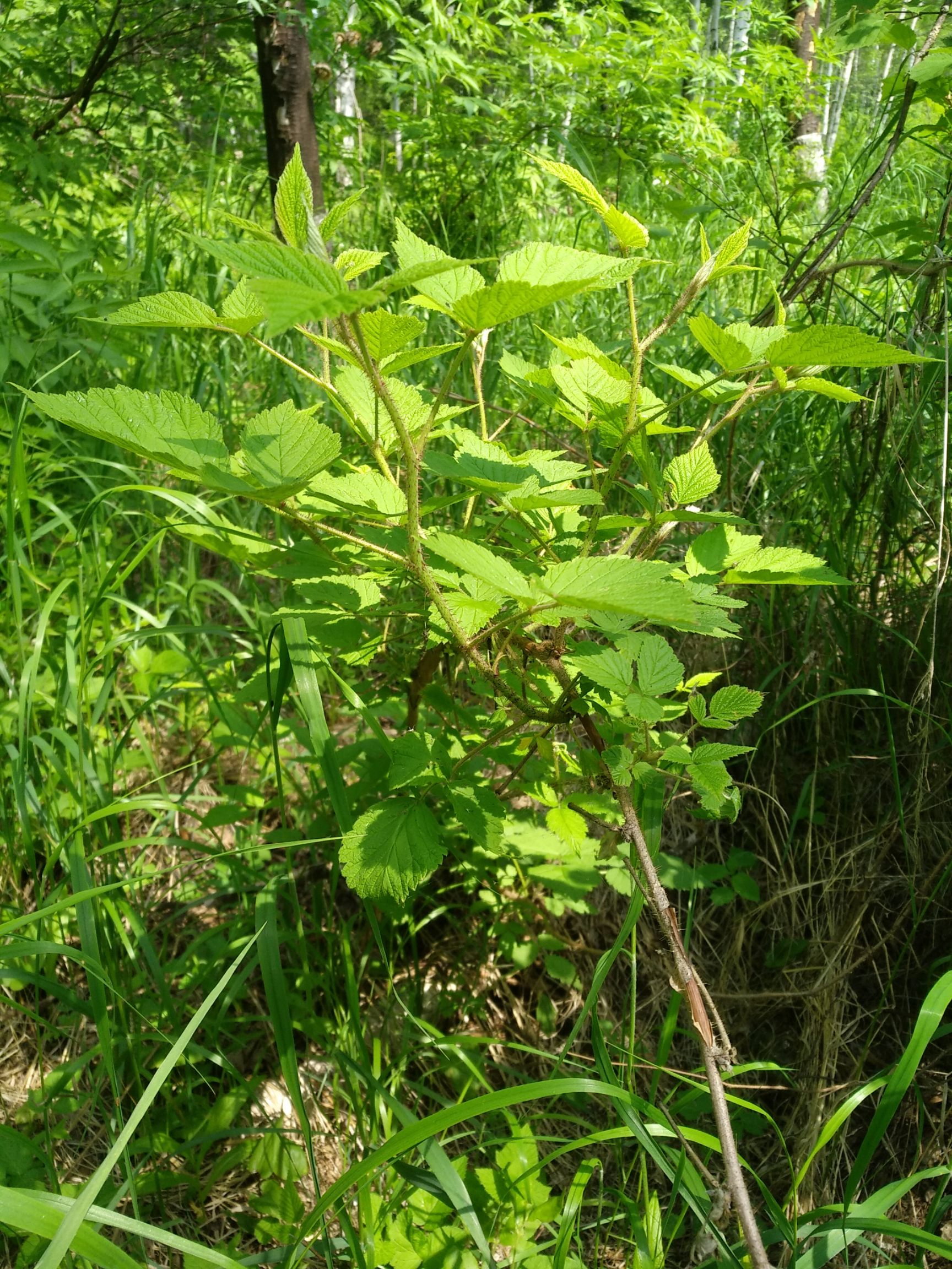 东北黑木耳 生托莫根