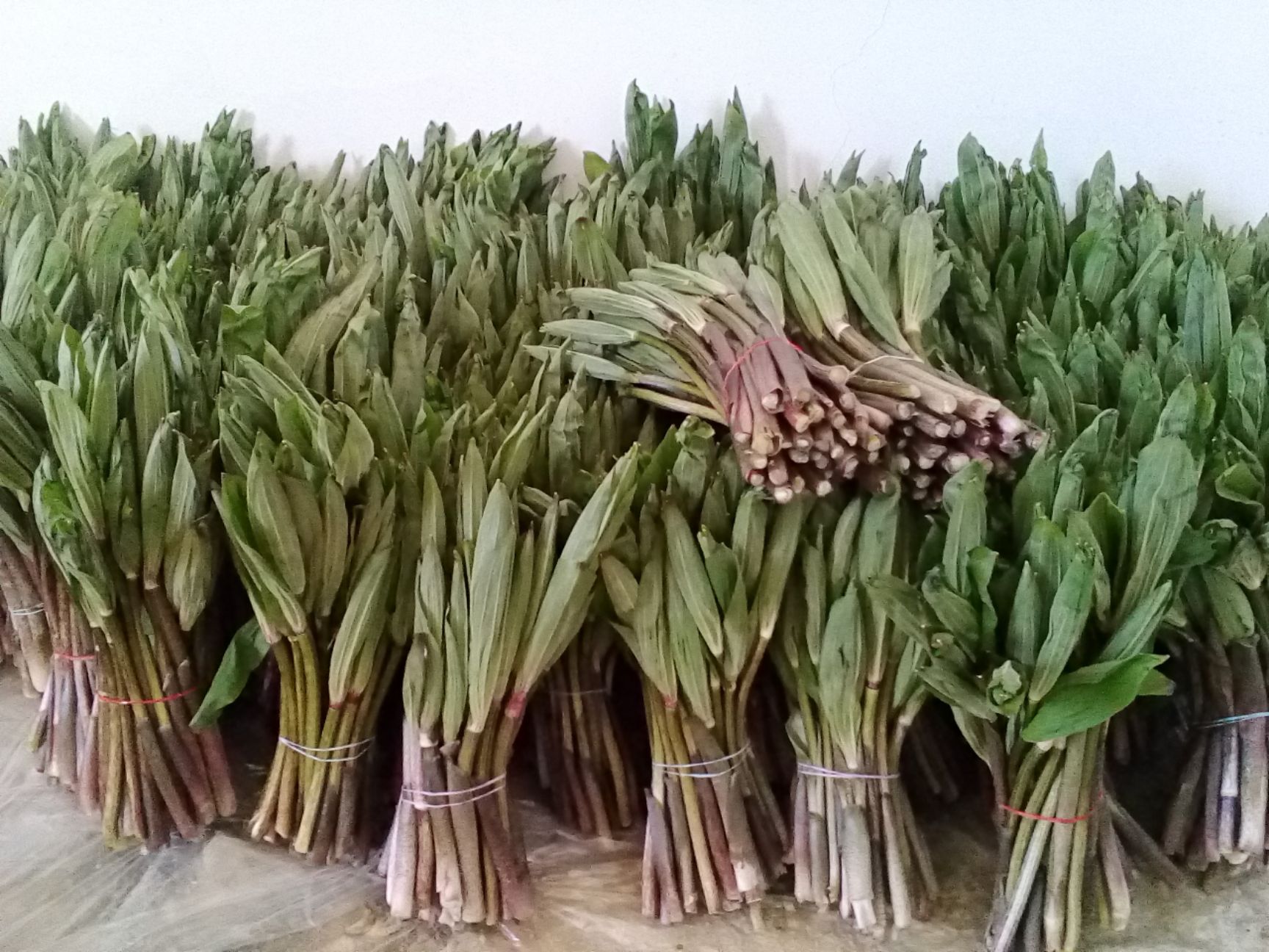 竹叶空心菜 新鲜美味的野生竹叶菜