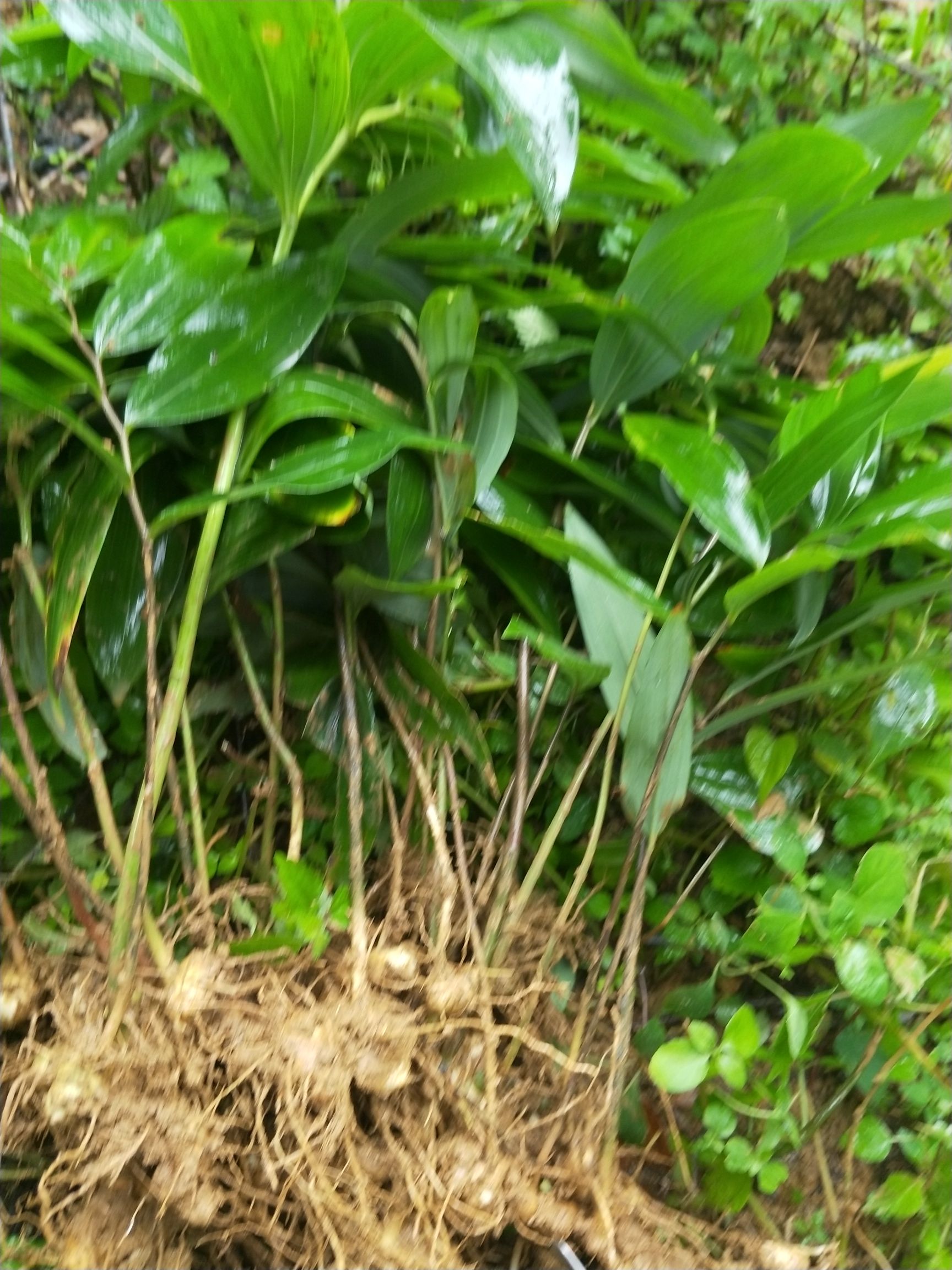 黄精种苗