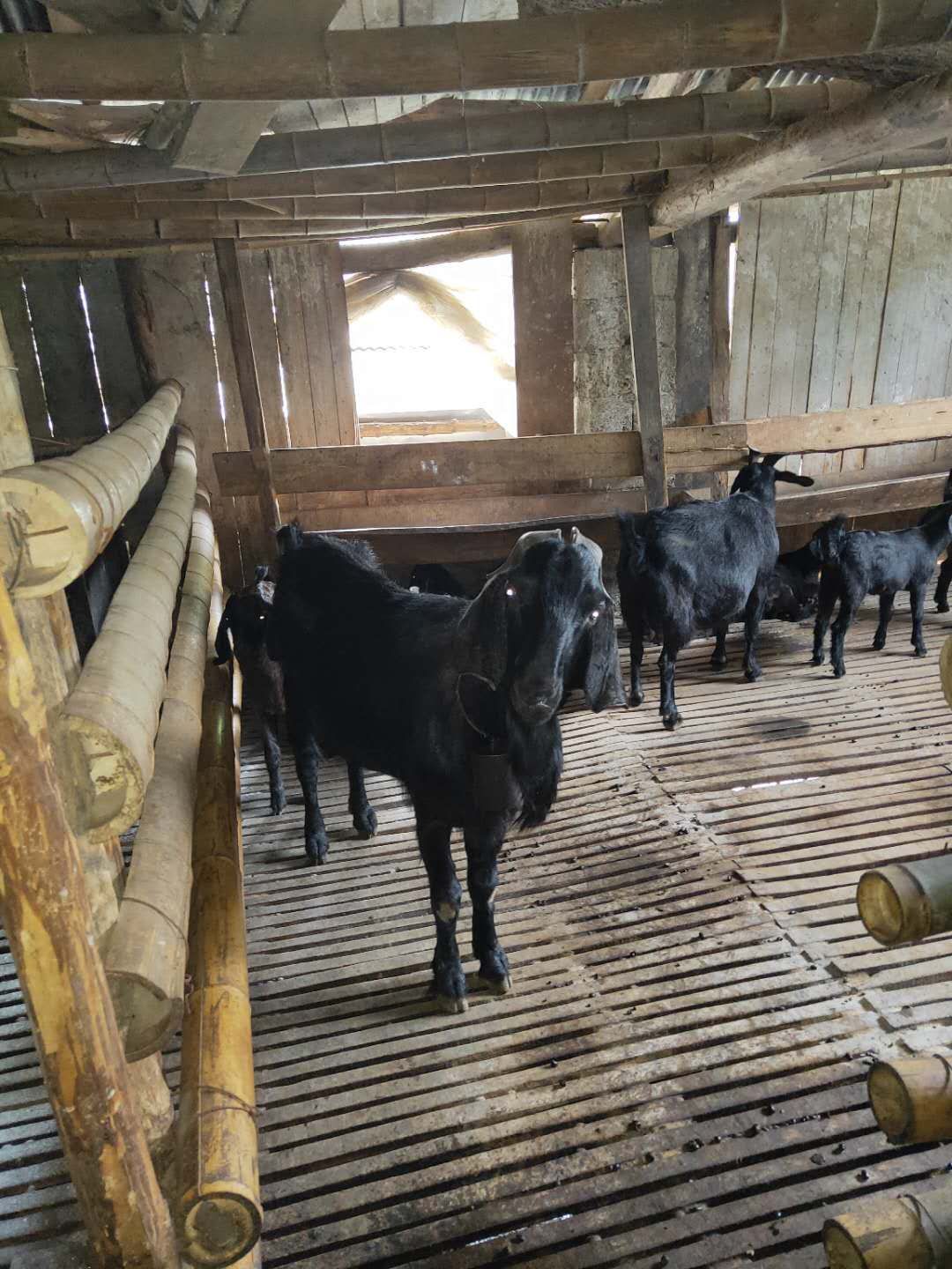 [土羊批发] 黑山羊,本地小耳价格25元/斤 100斤起批
