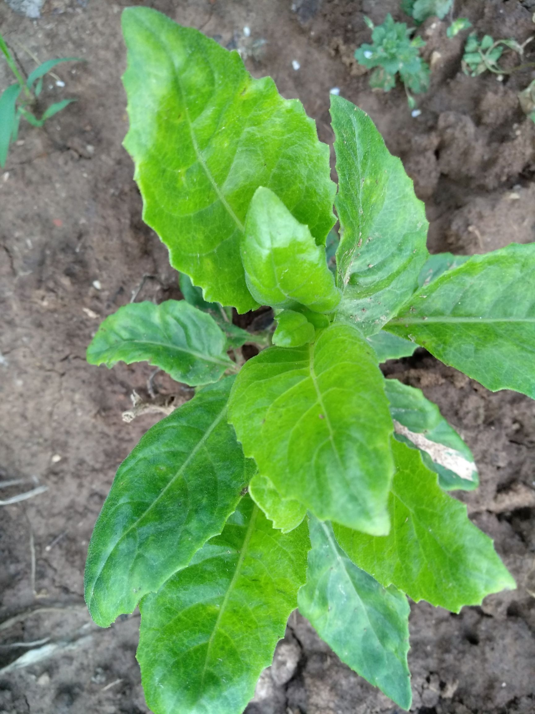 [儿茶批发]儿茶 纯天然降糖草价格13000元\/斤 1斤起批