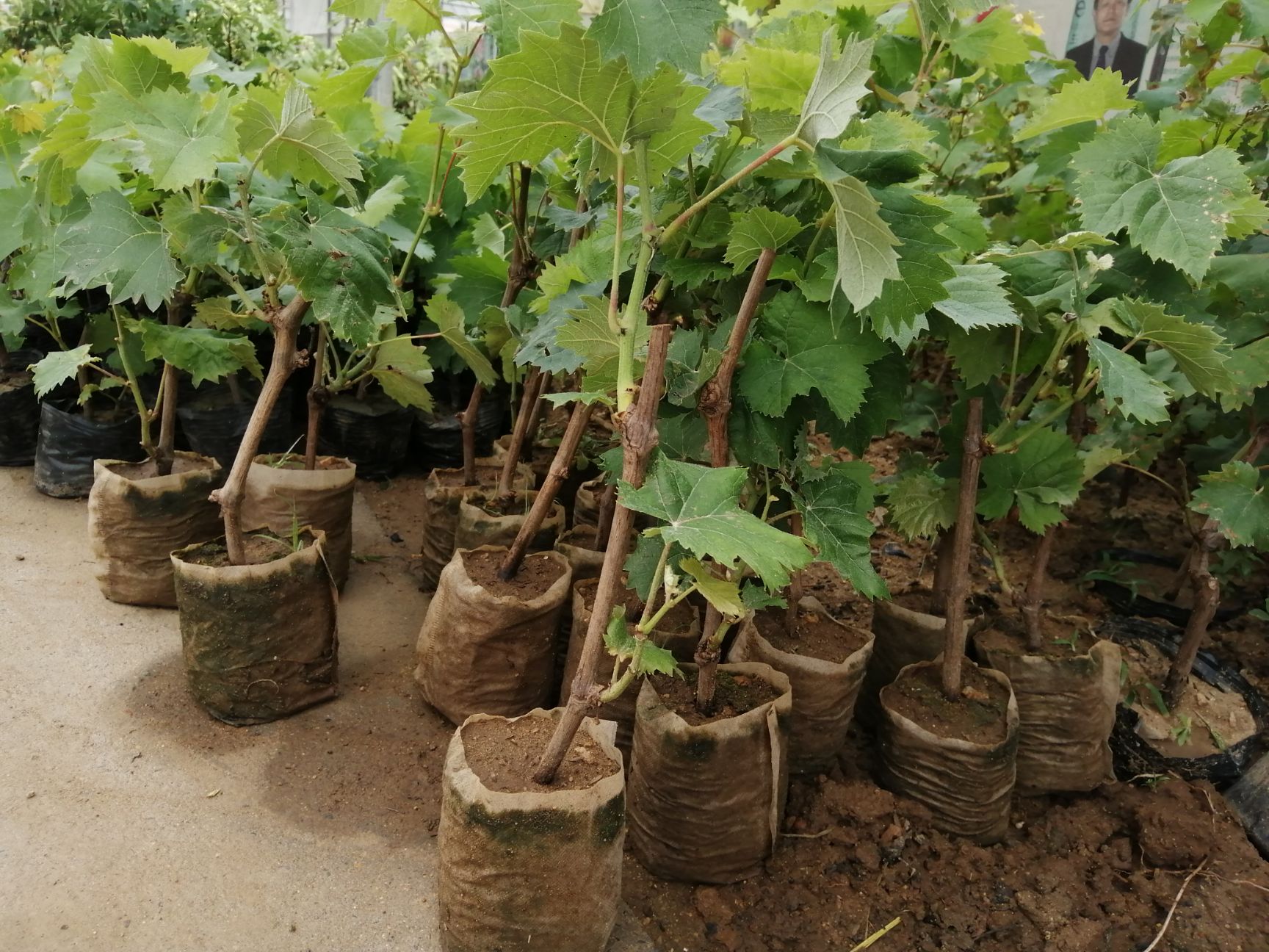 葡萄盆栽 葡萄树苗盆栽南北方种植庭院爬藤地栽楼顶蓝宝石葡萄苗带土