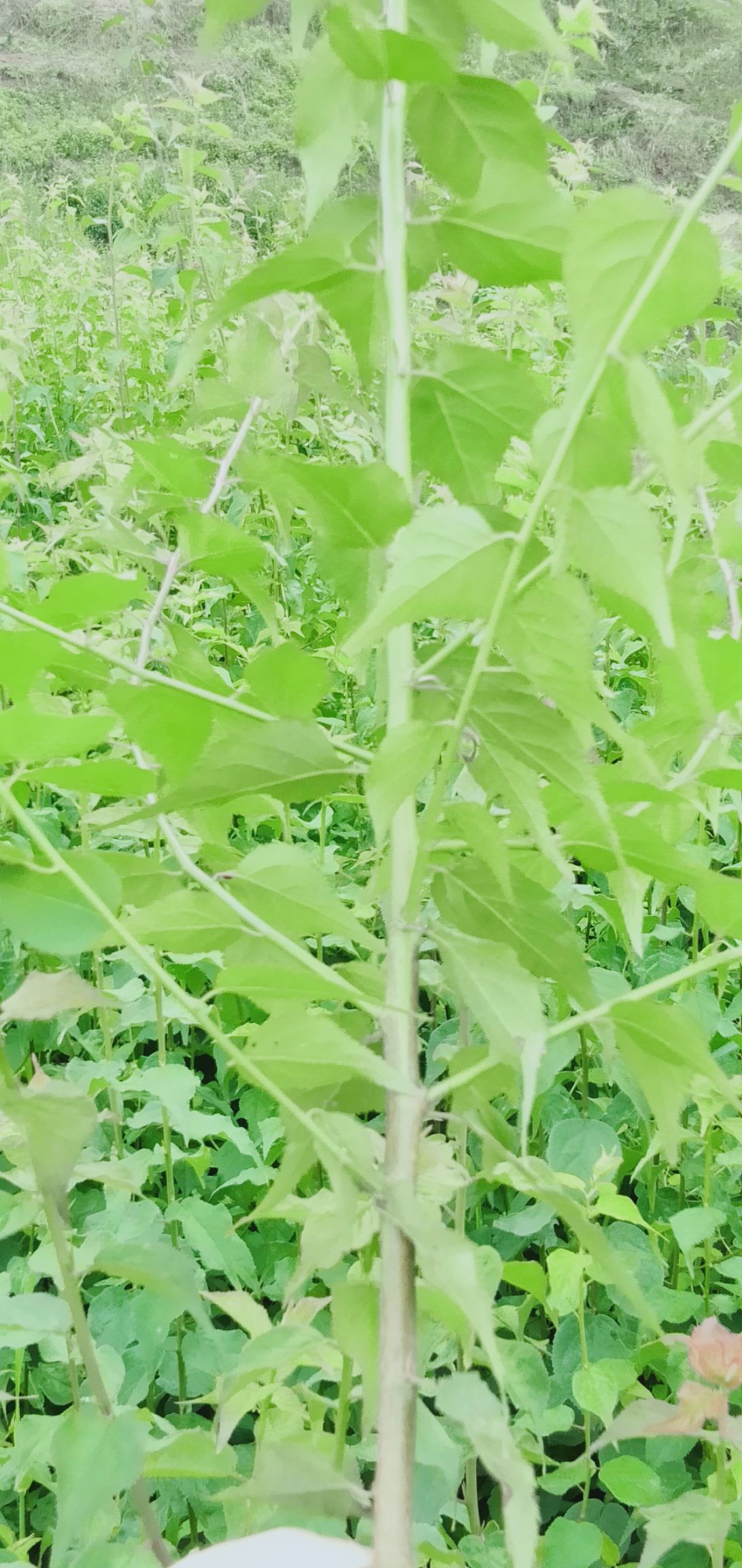 乌梅树 长年大量优质乌梅苗(酸梅苗)青梅苗供应,可订单嫁接.