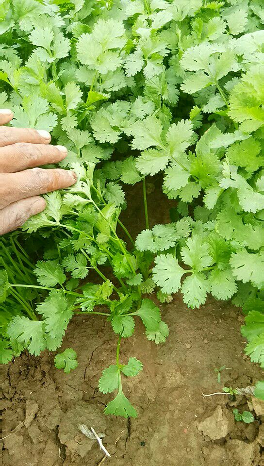 本地陆地香菜大量上市,需要的朋友联系