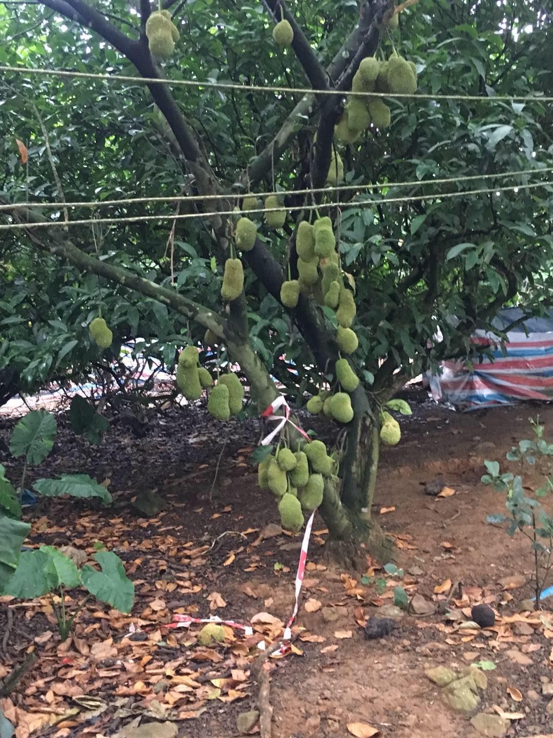 海南榴莲蜜尖蜜拉