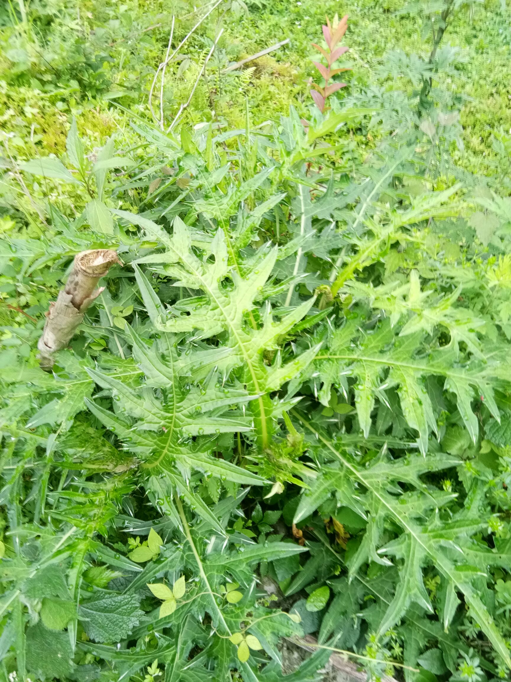 吴茱萸,重楼,四块瓦,淫羊霍,黄精,山洋芋,血藤,一把伞