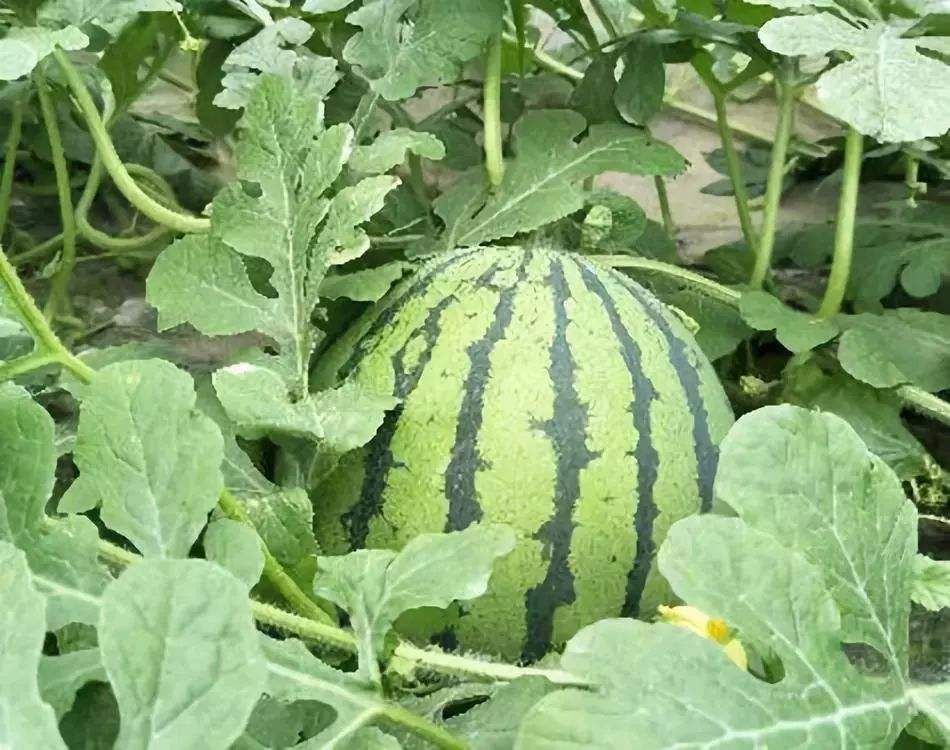 闵孝西瓜甜王