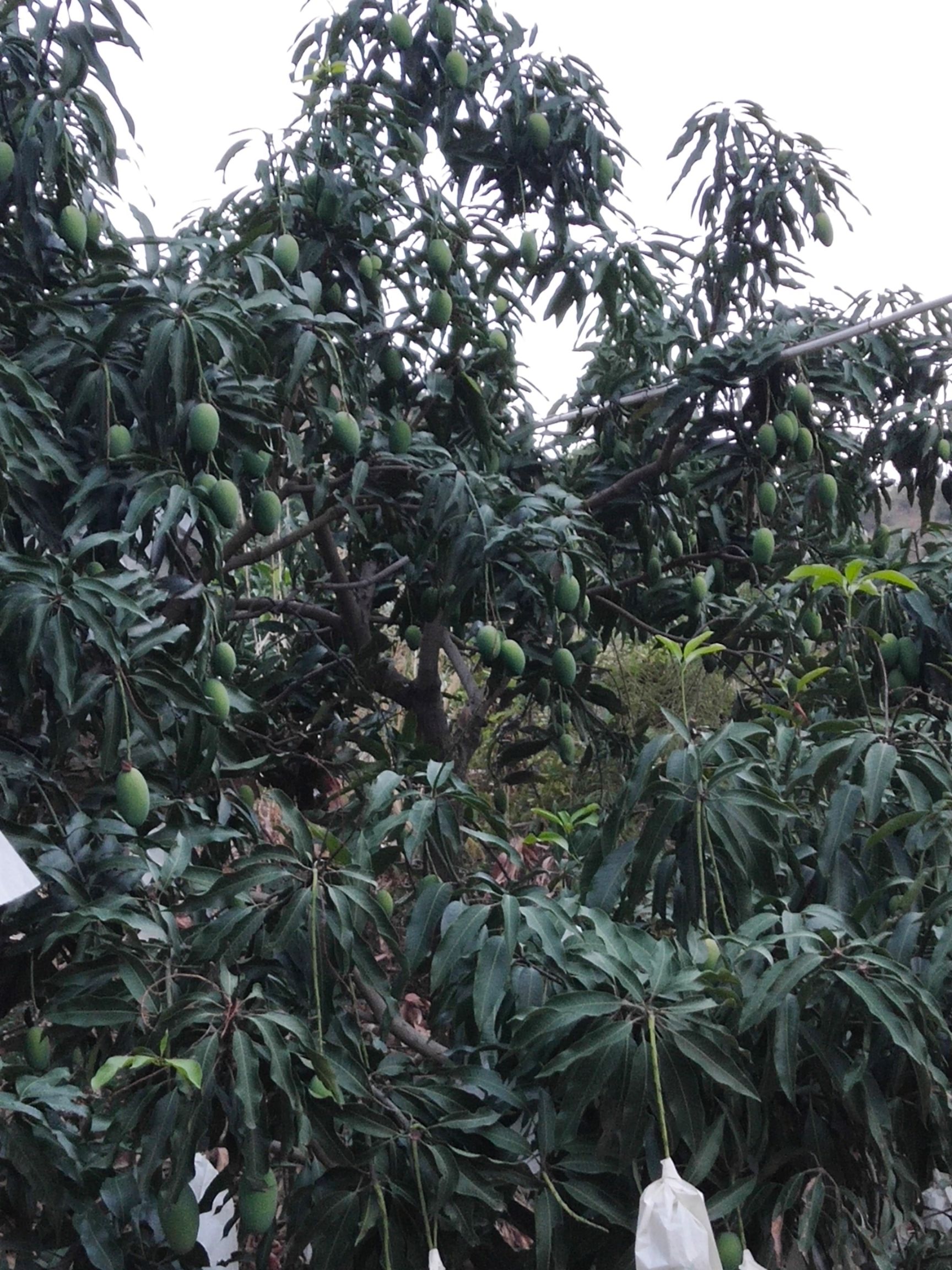 攀枝花米易椰香芒果 品质保证