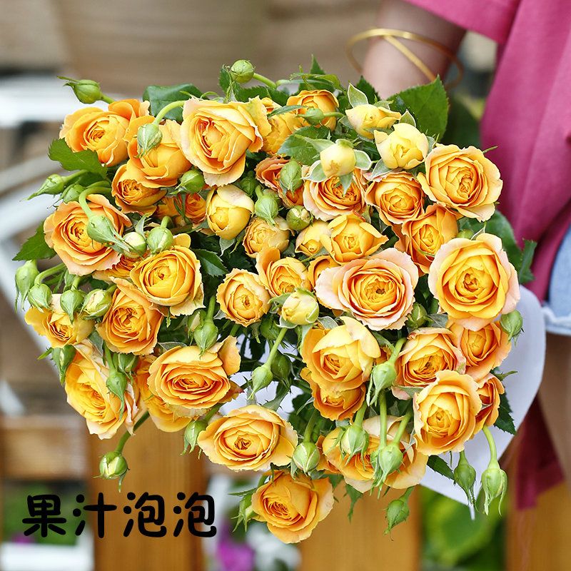 云南森系泡泡多头玫瑰 13色可选 ems航空包邮