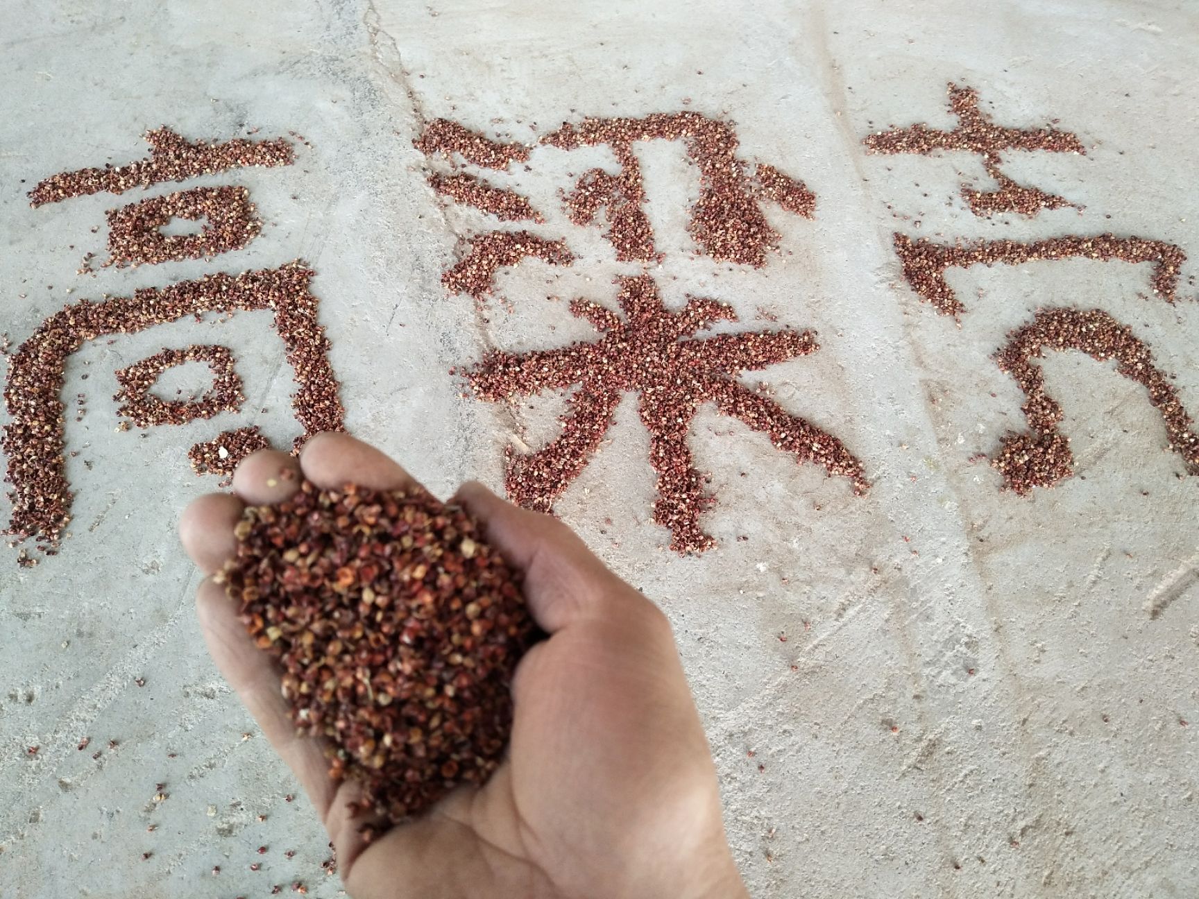 过筛高粱壳,无土,无霉变