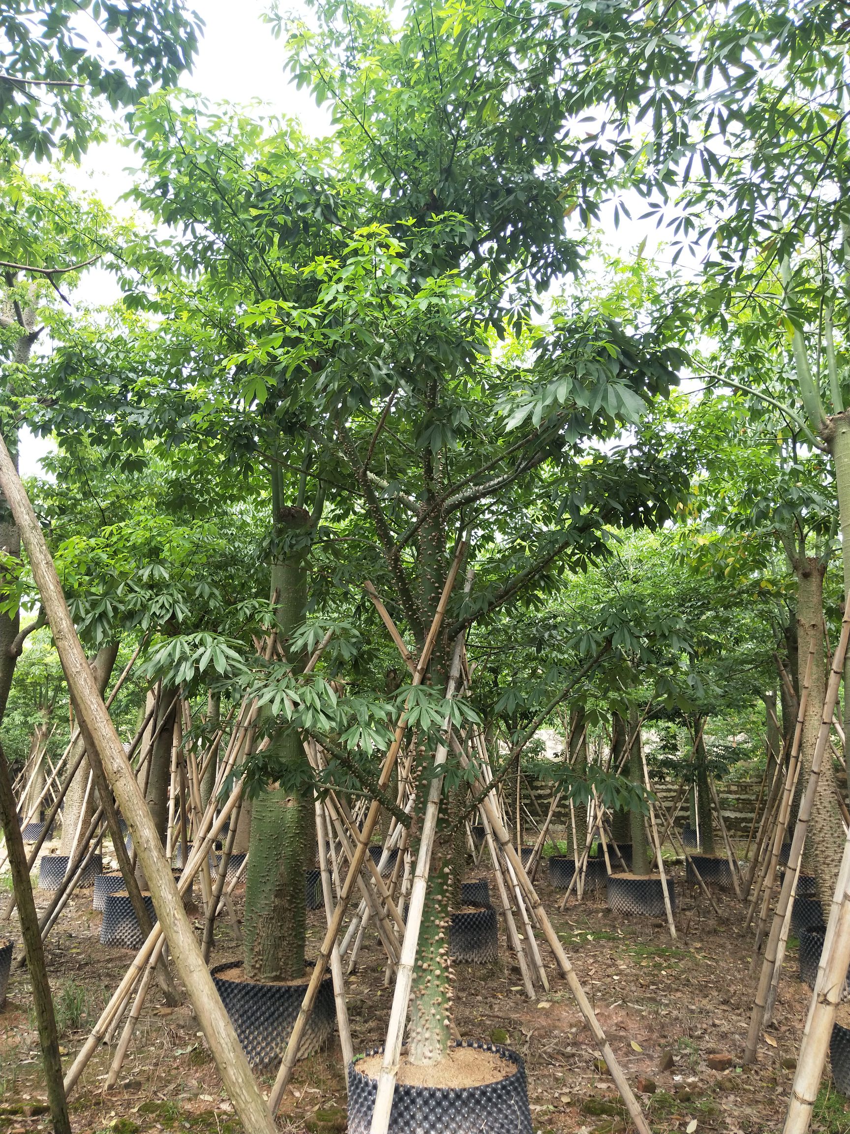 [美丽木棉批发 美人树,美丽异木棉,美丽木棉,大腹