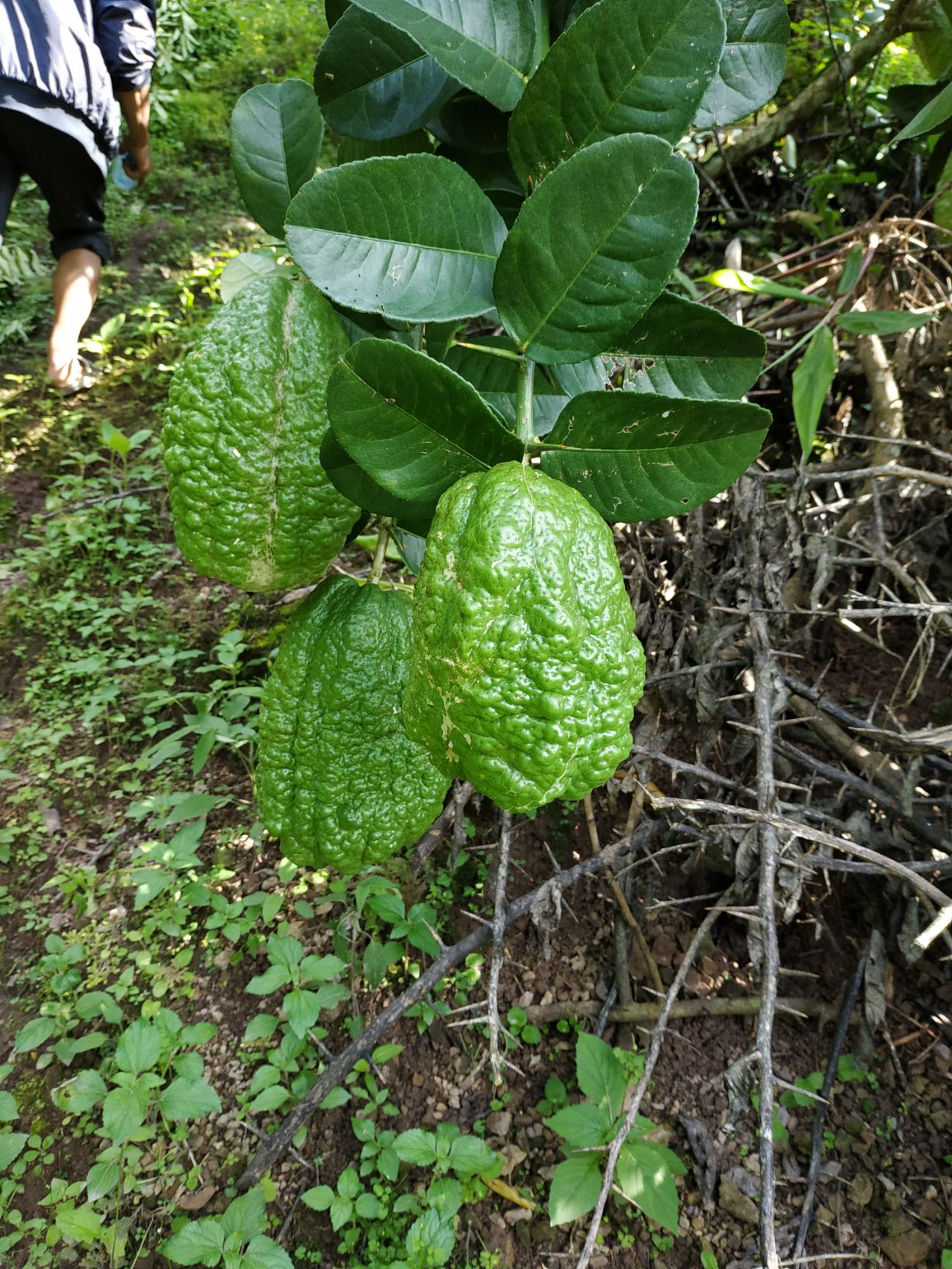 云南省普洱市思茅区香橼树 云南香橼苗佛手苗