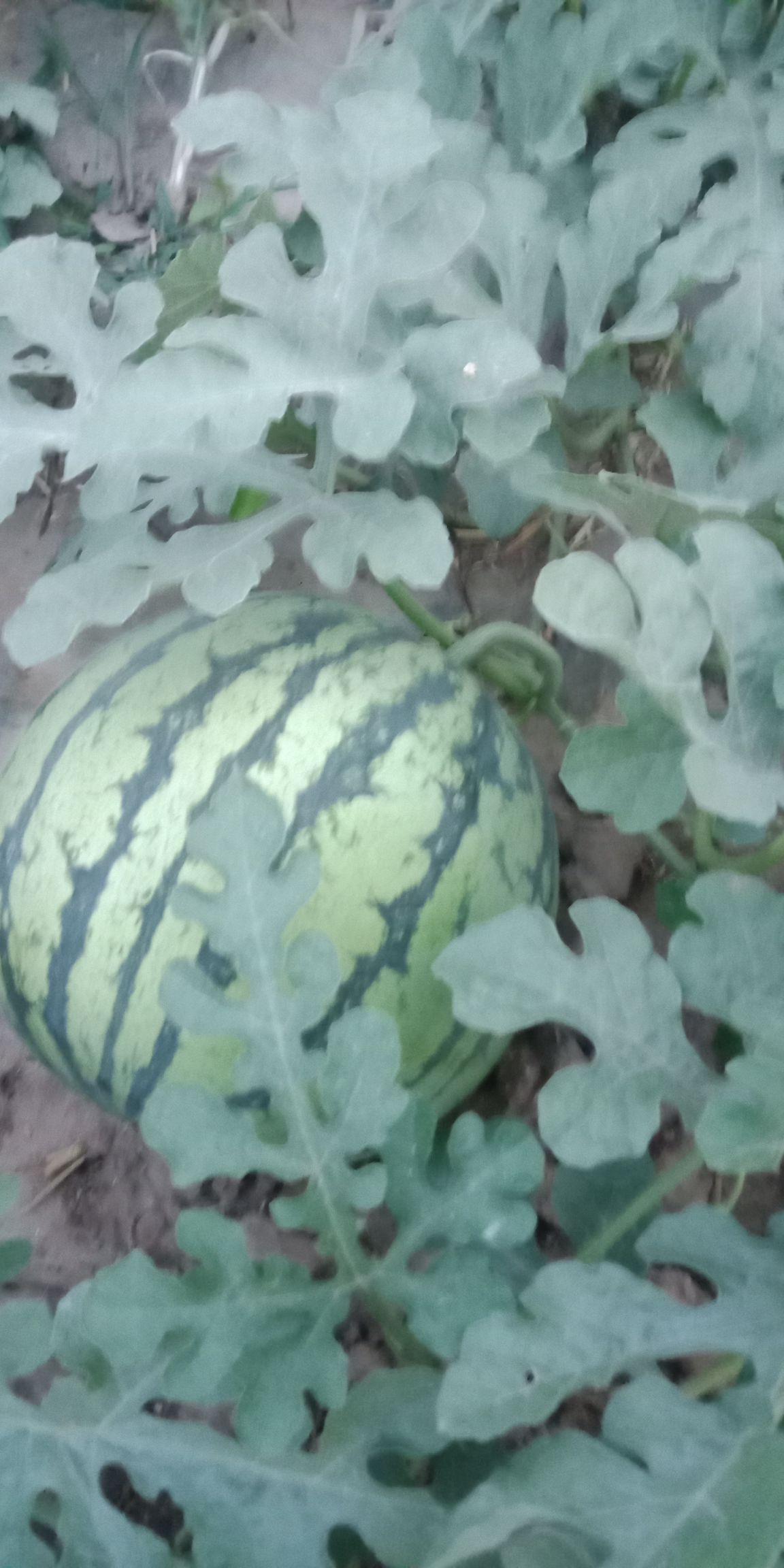 [京欣西瓜 砀山西瓜量大色泽绿亮甜度高卖相好