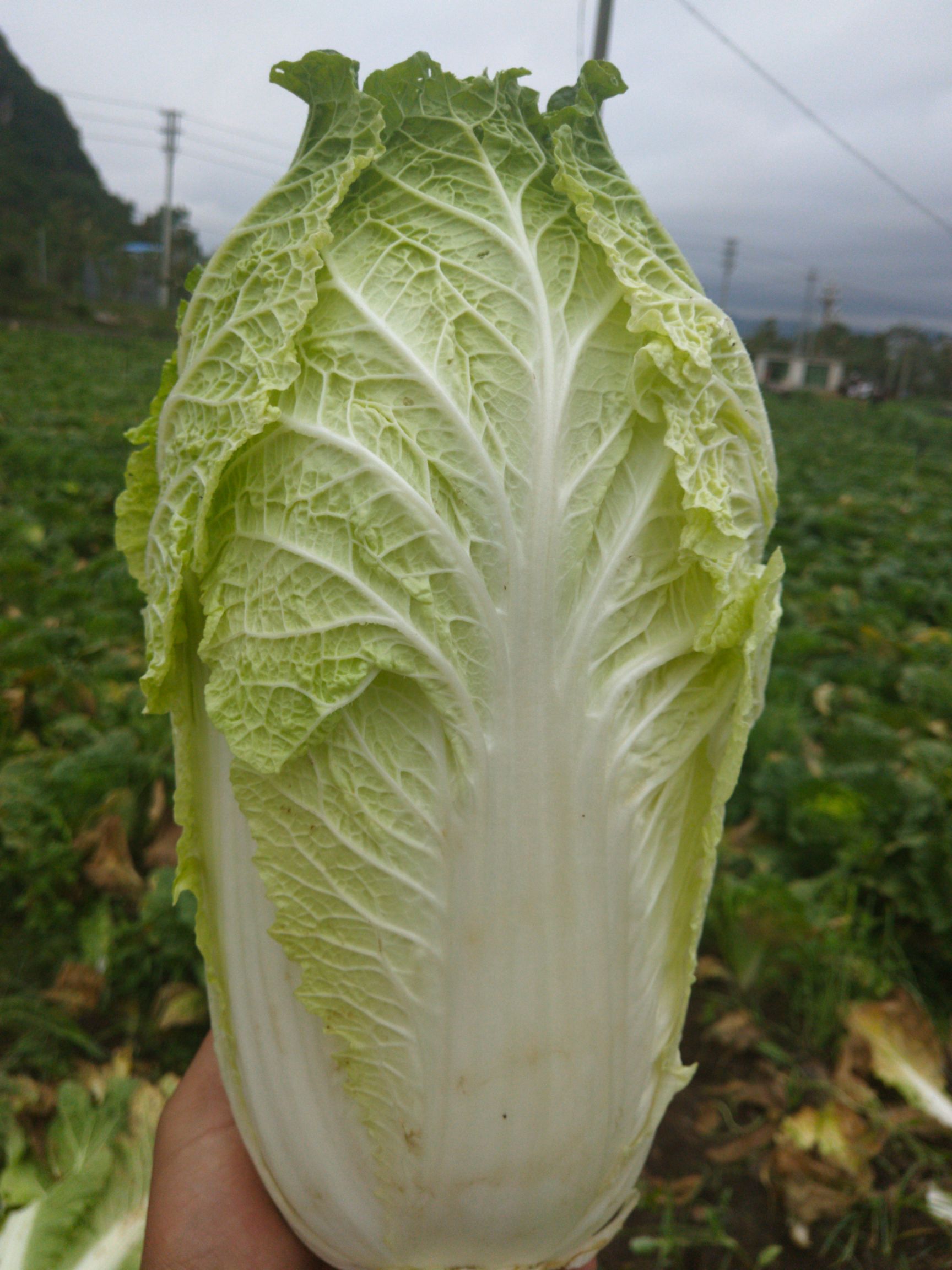 高白大白菜 通货 净菜