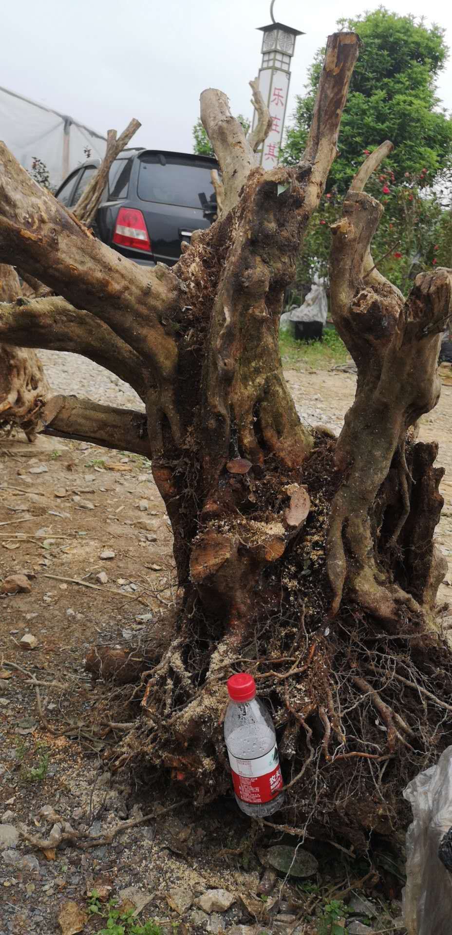 映山红树桩形状好,造型美观,是居家庭院首选!