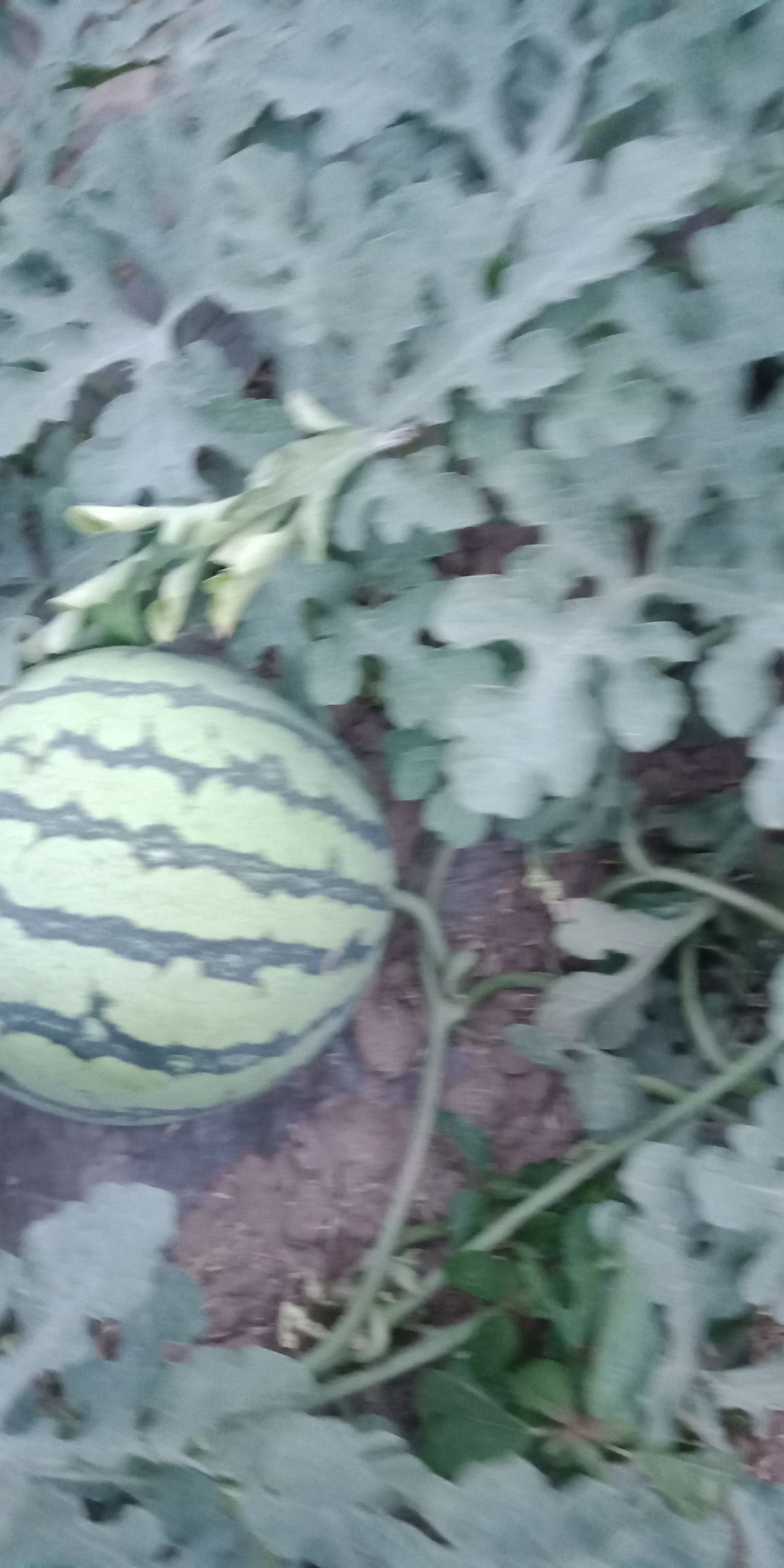 [京欣西瓜 砀山西瓜量大色泽绿亮甜度高卖相好