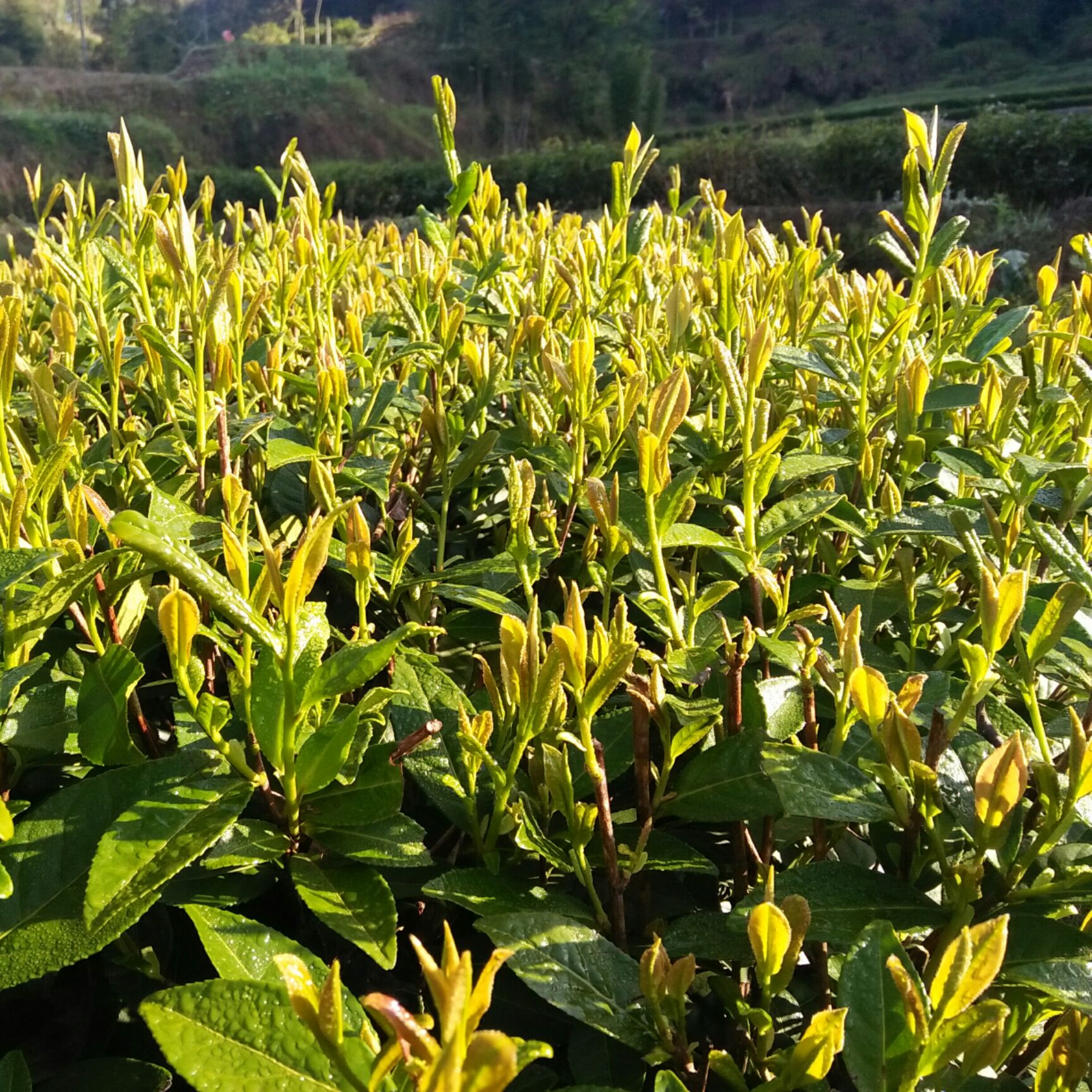 金牡丹小种红茶雨前茶 一级 香气清幽 清香醇和 产地直销