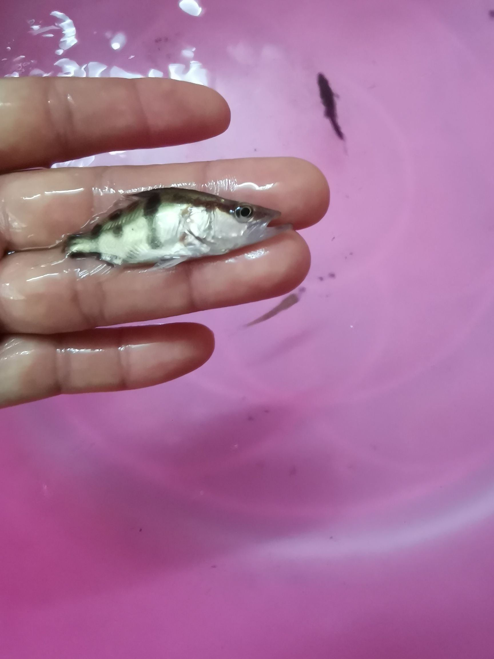 桂鱼苗