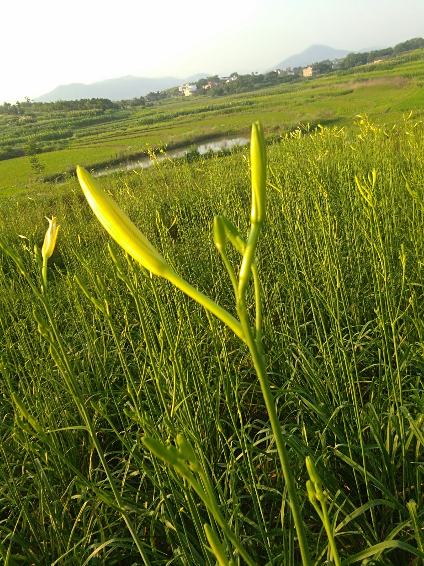 祁东黄花菜 一级 散装