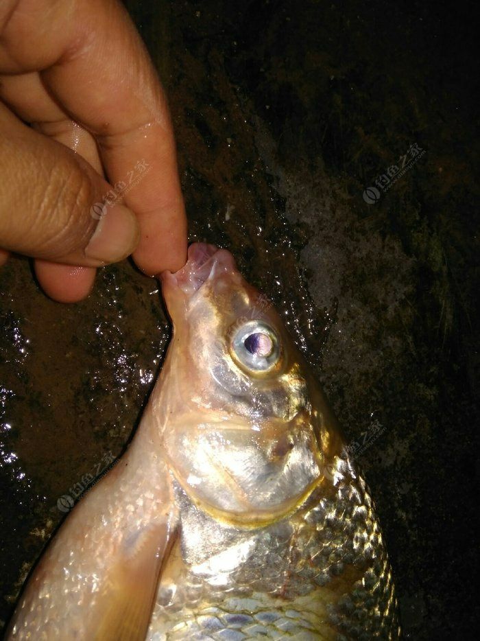 水库黄颡鱼 陆浑水库黄尾鱼