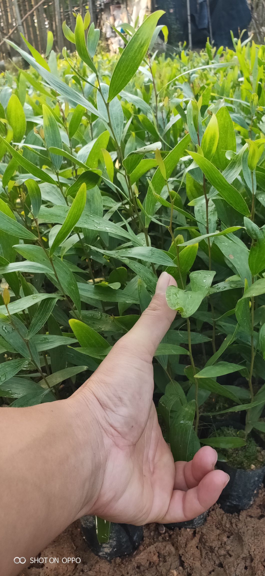 造型相思树 台湾相思自家小苗,造林首选,欢迎欢迎订购.