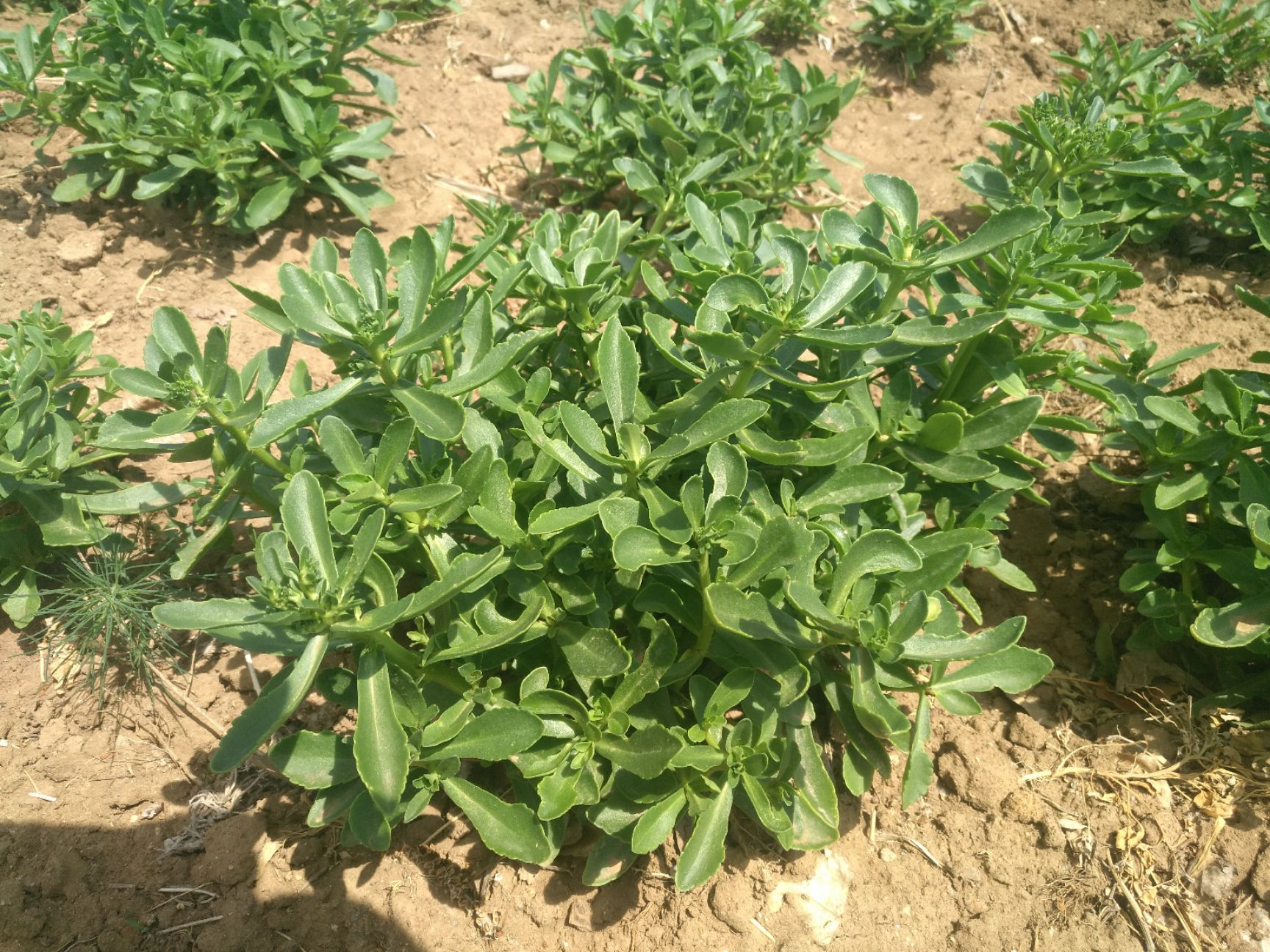 宽叶费菜 高钙菜3元/斤-----20斤包邮
