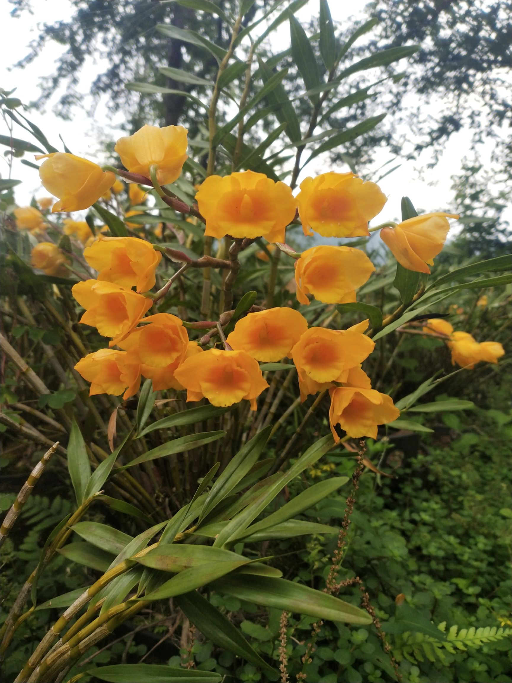 夹江叠鞘石斛发展种植花卉盆景必备欢迎咨询各种规格