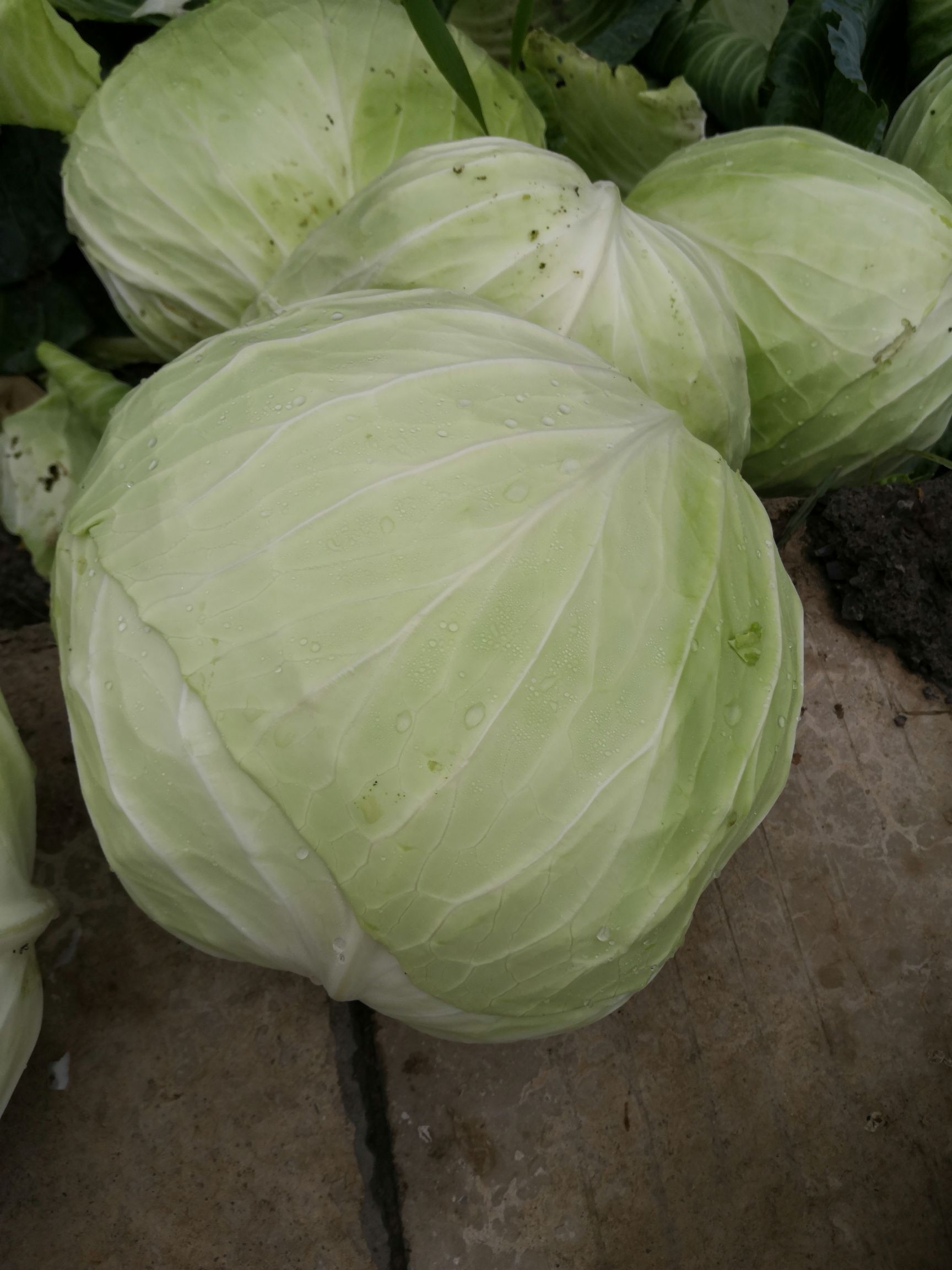 莲花白包菜 扶贫基地,农户种植有机蔬菜