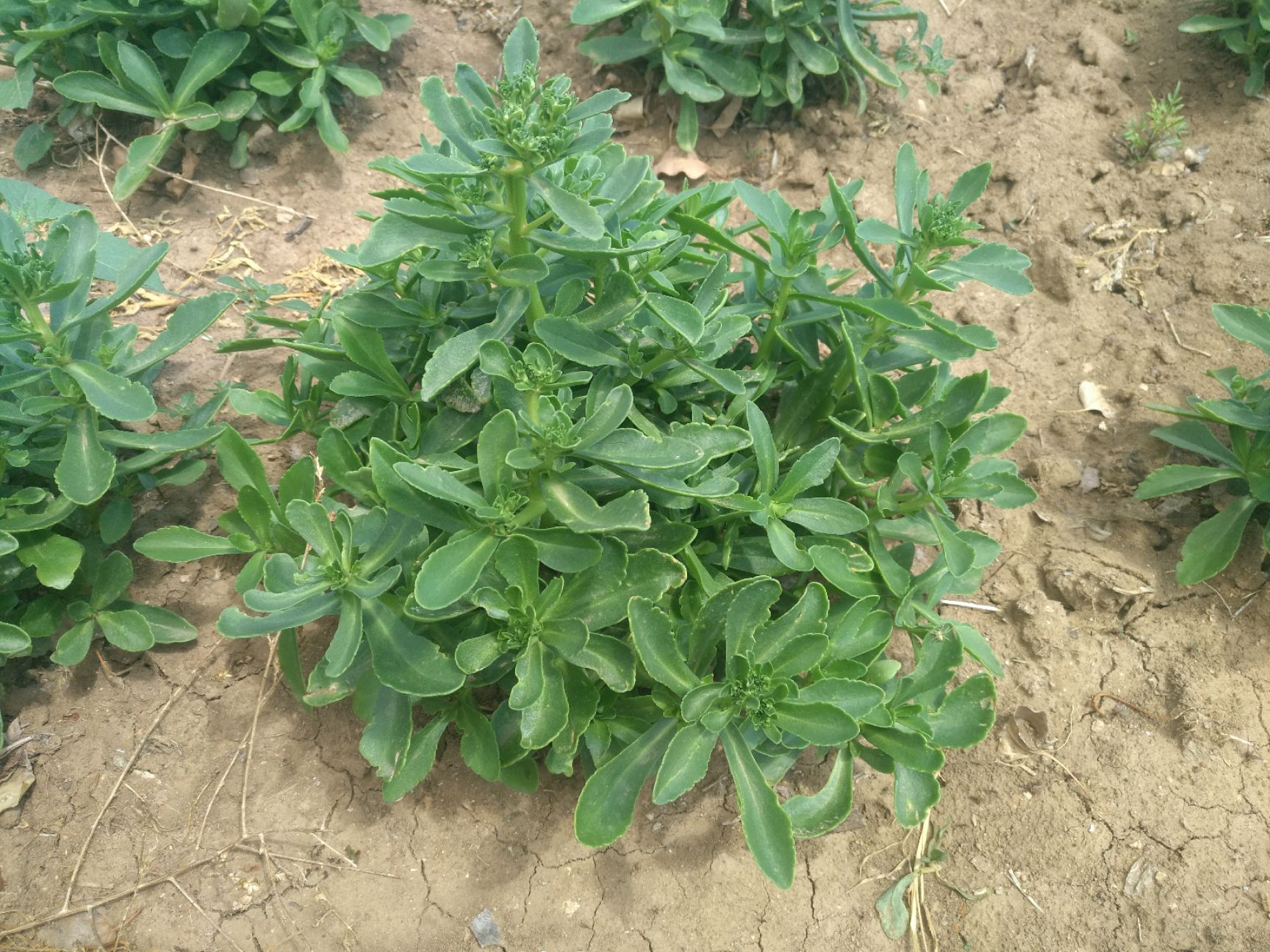 宽叶费菜 高钙菜3元/斤-----20斤包邮