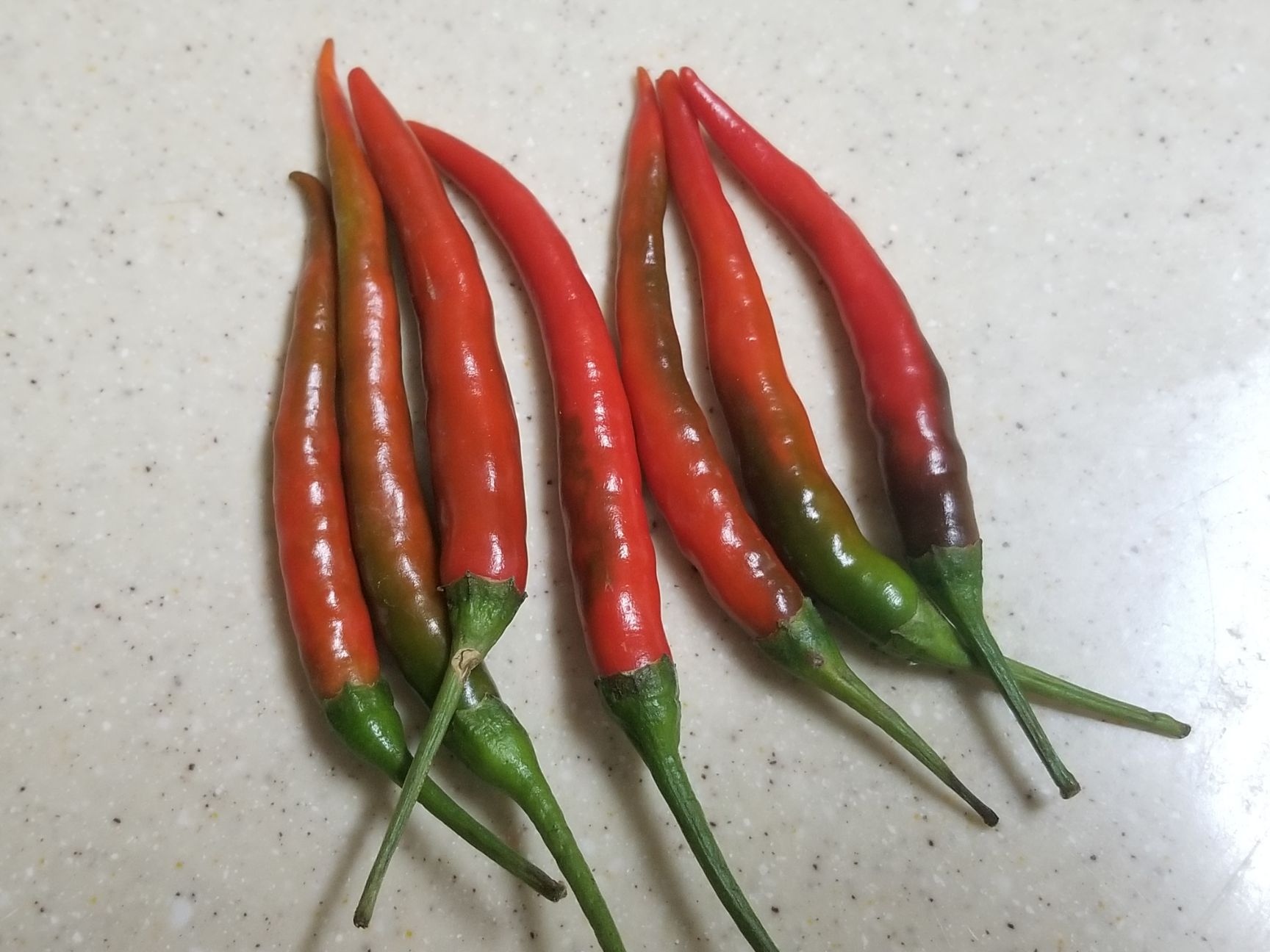 小米辣日照充足,辣味十足,做火锅,泡椒等,单个小米辣长度在4-7cm之间