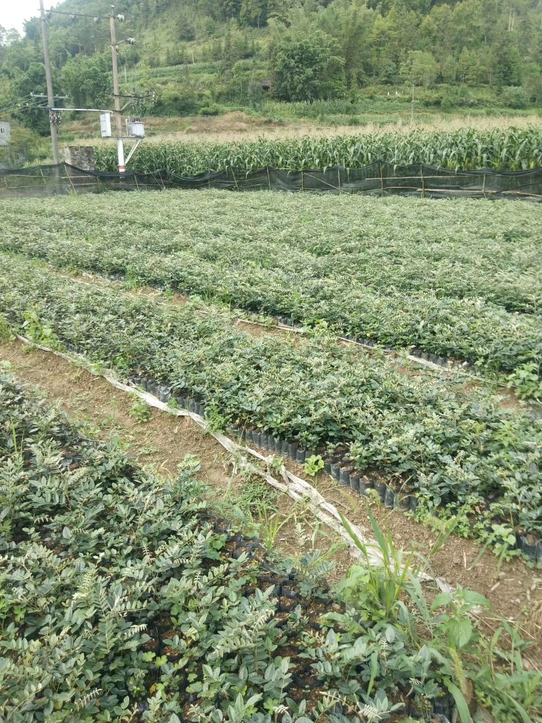 山豆根苗,又叫苦参苗,是一种名贵药材,市场需求量大