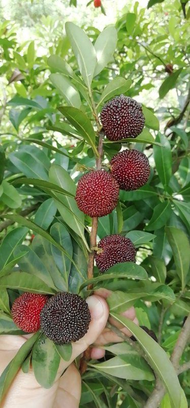 乌紫杨梅 1.5 - 2cm