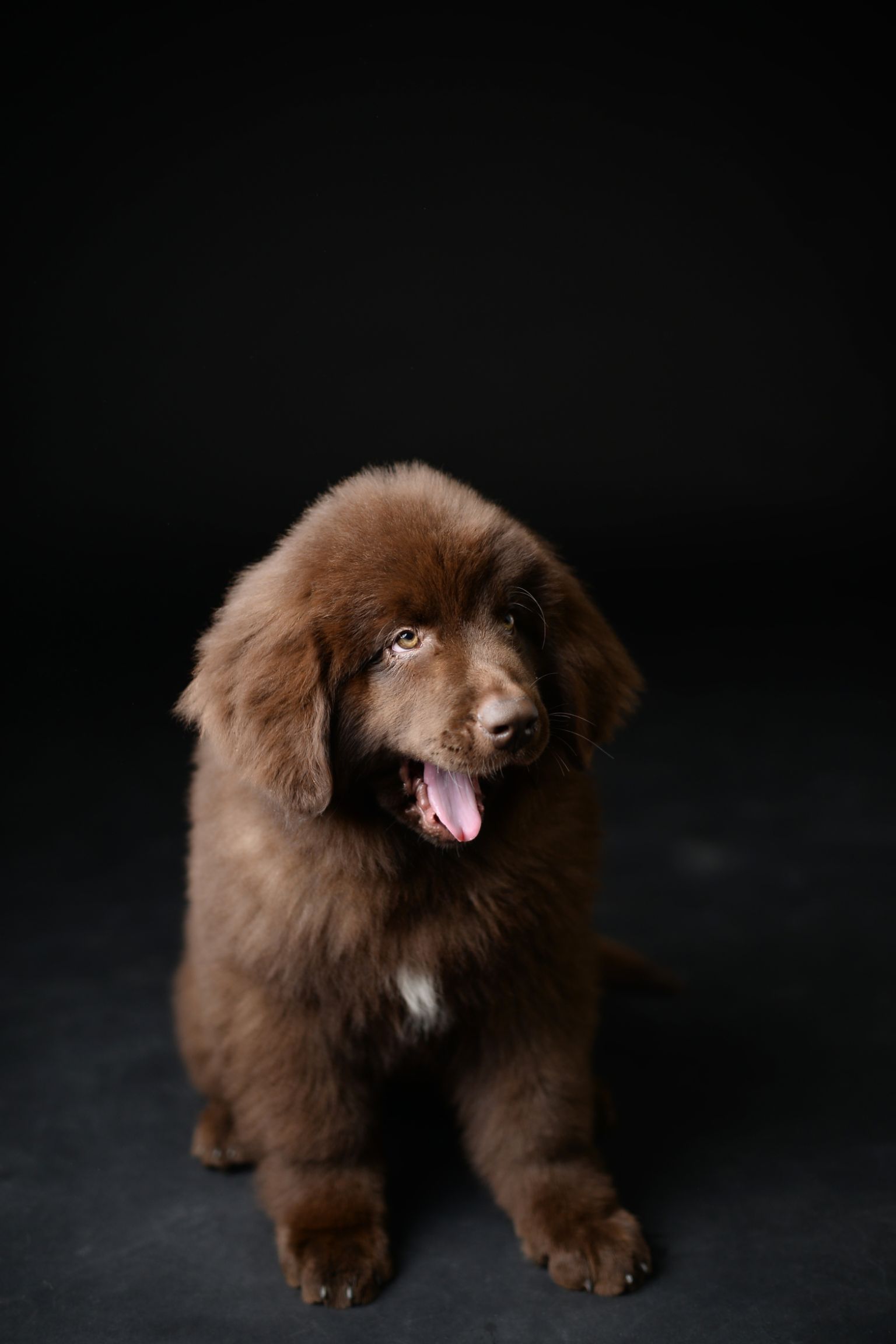 河北省保定市涿州市纽芬兰犬 cku血统认证纽芬兰幼犬 性格特别温顺