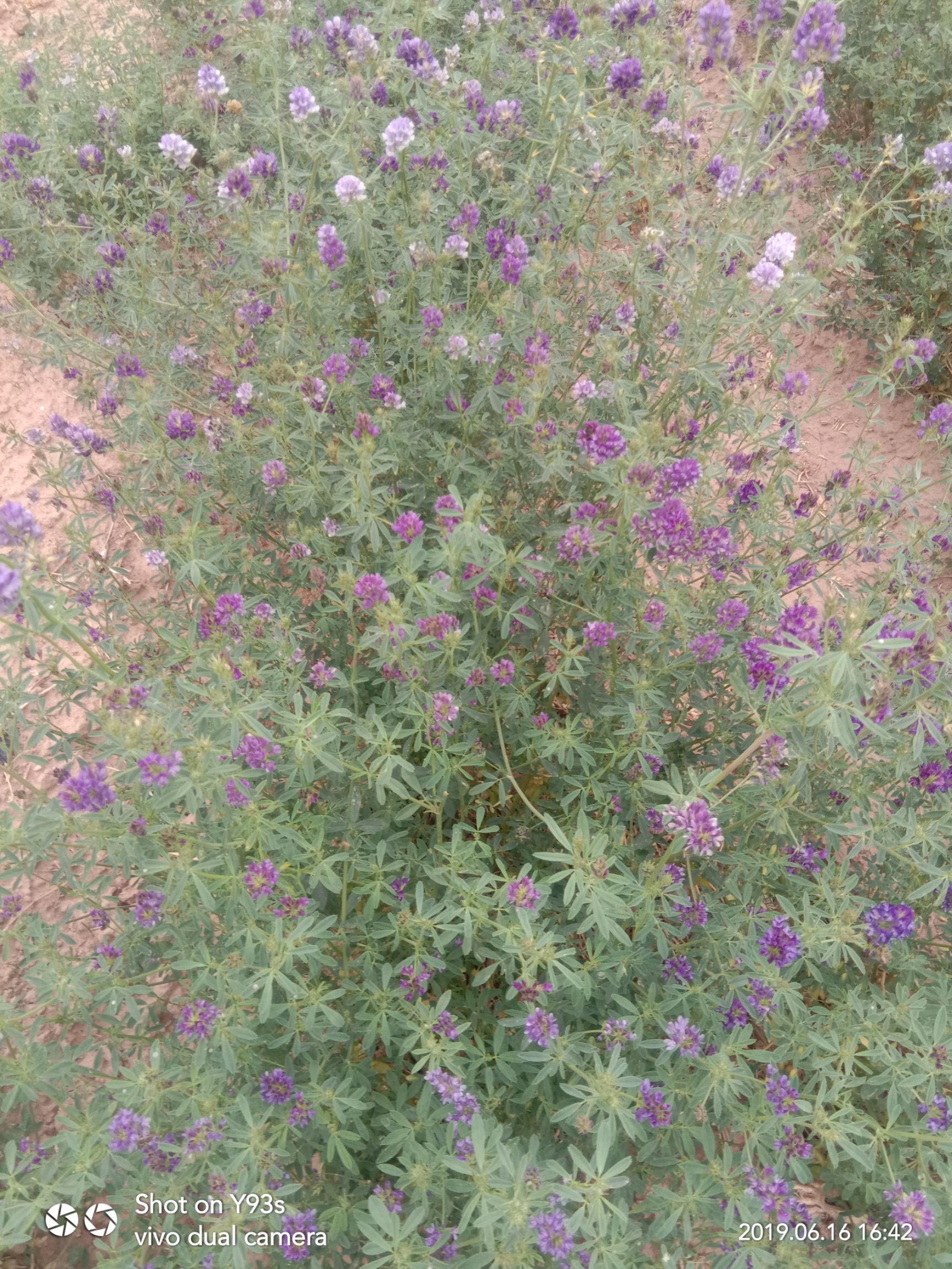牧草 小米草种子 雀叶稗种子