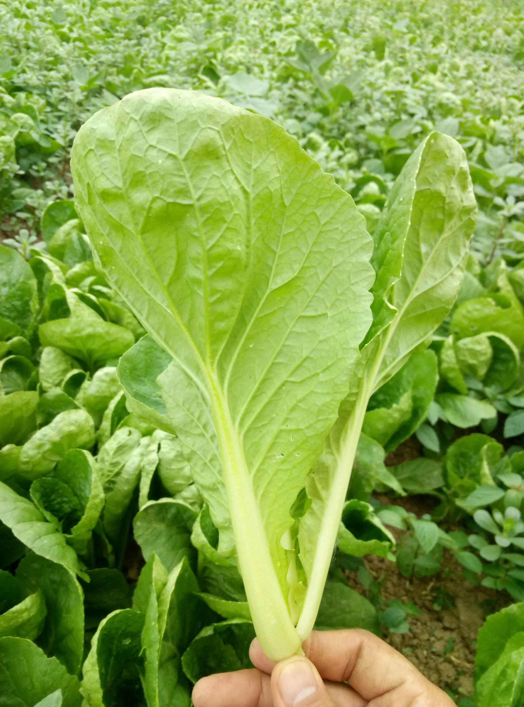 速生小白菜 优质毛白菜