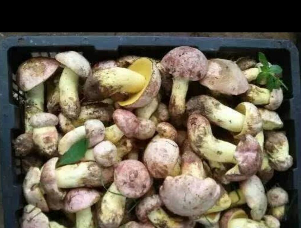 白葱菌 鲜货 *生