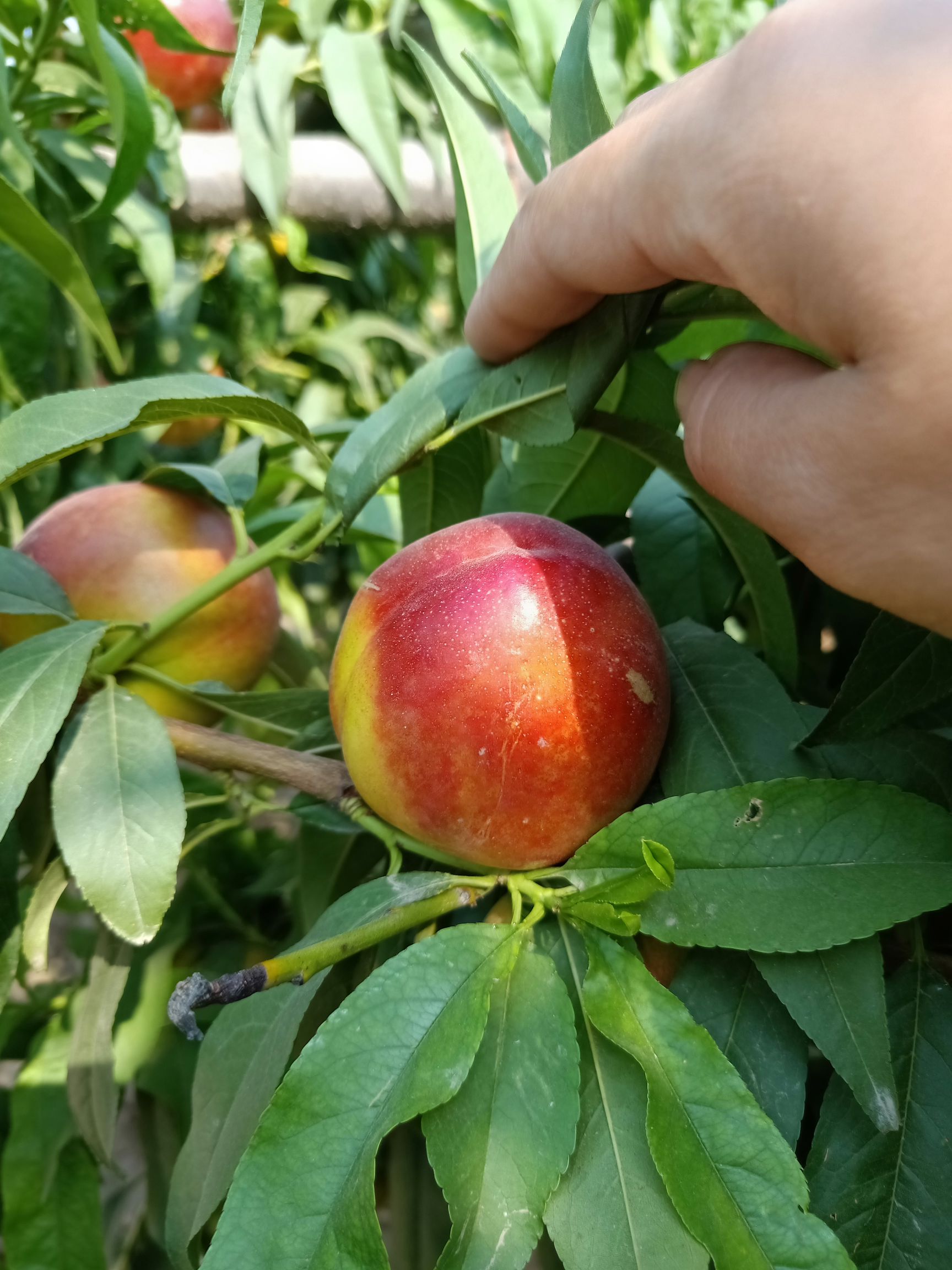 黄油桃油桃中油8号