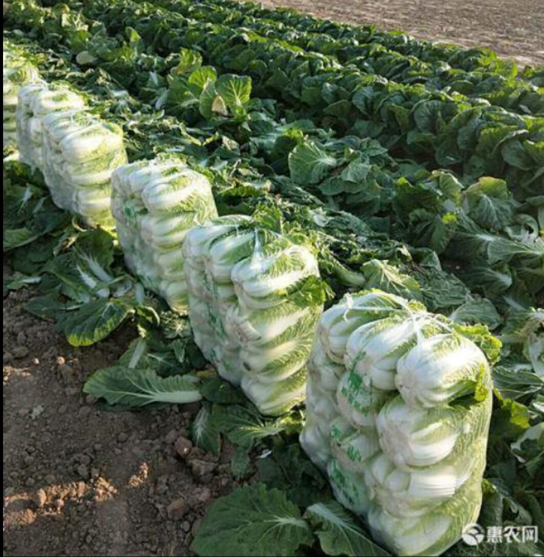 种植户/种植企业           联系商家        商家还在供应 娃娃菜
