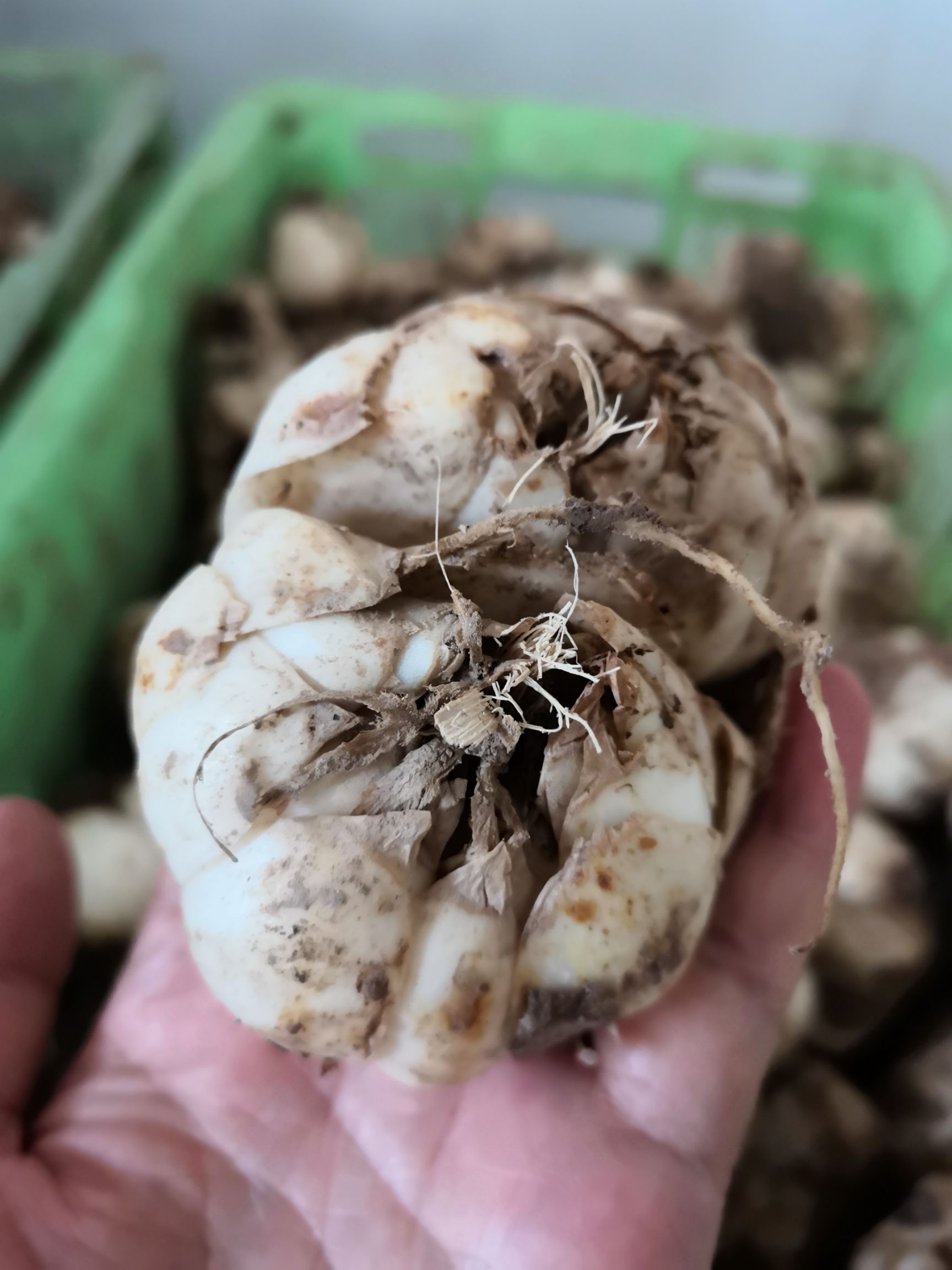 兰州百合 兰州食用百合,蛋白质含量较高的根茎类蔬菜