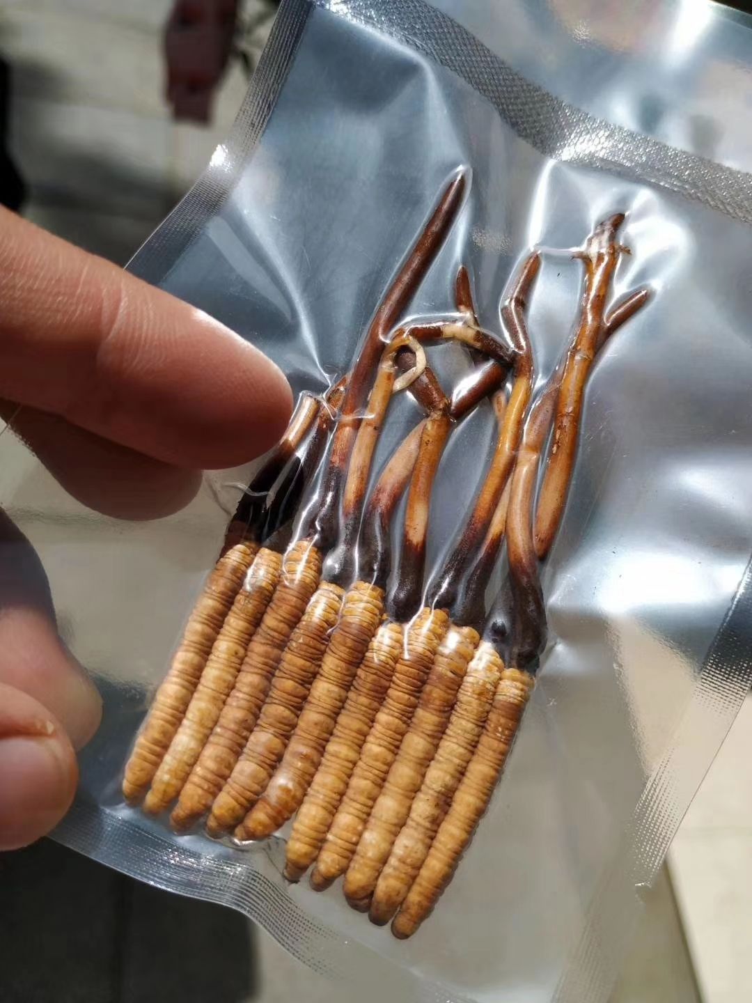 冬虫夏草藏区高海拔山南加查鲜草