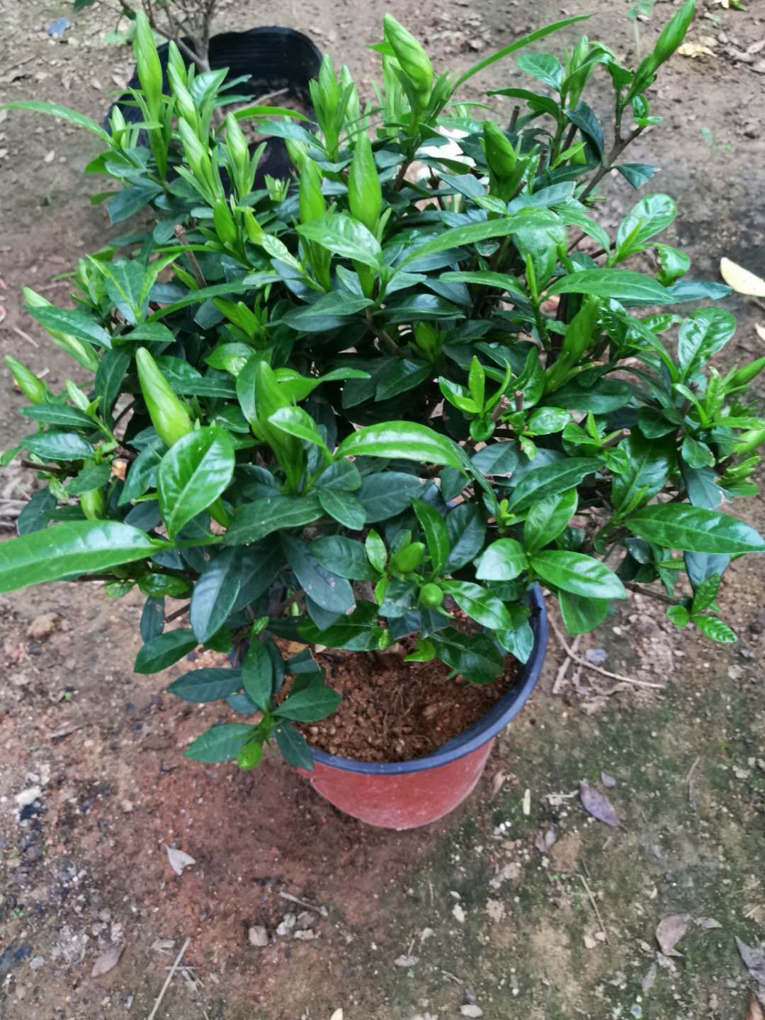 大叶栀子花盆栽带花苞四季开花浓香型牡丹枝枝花好养的花观花植物