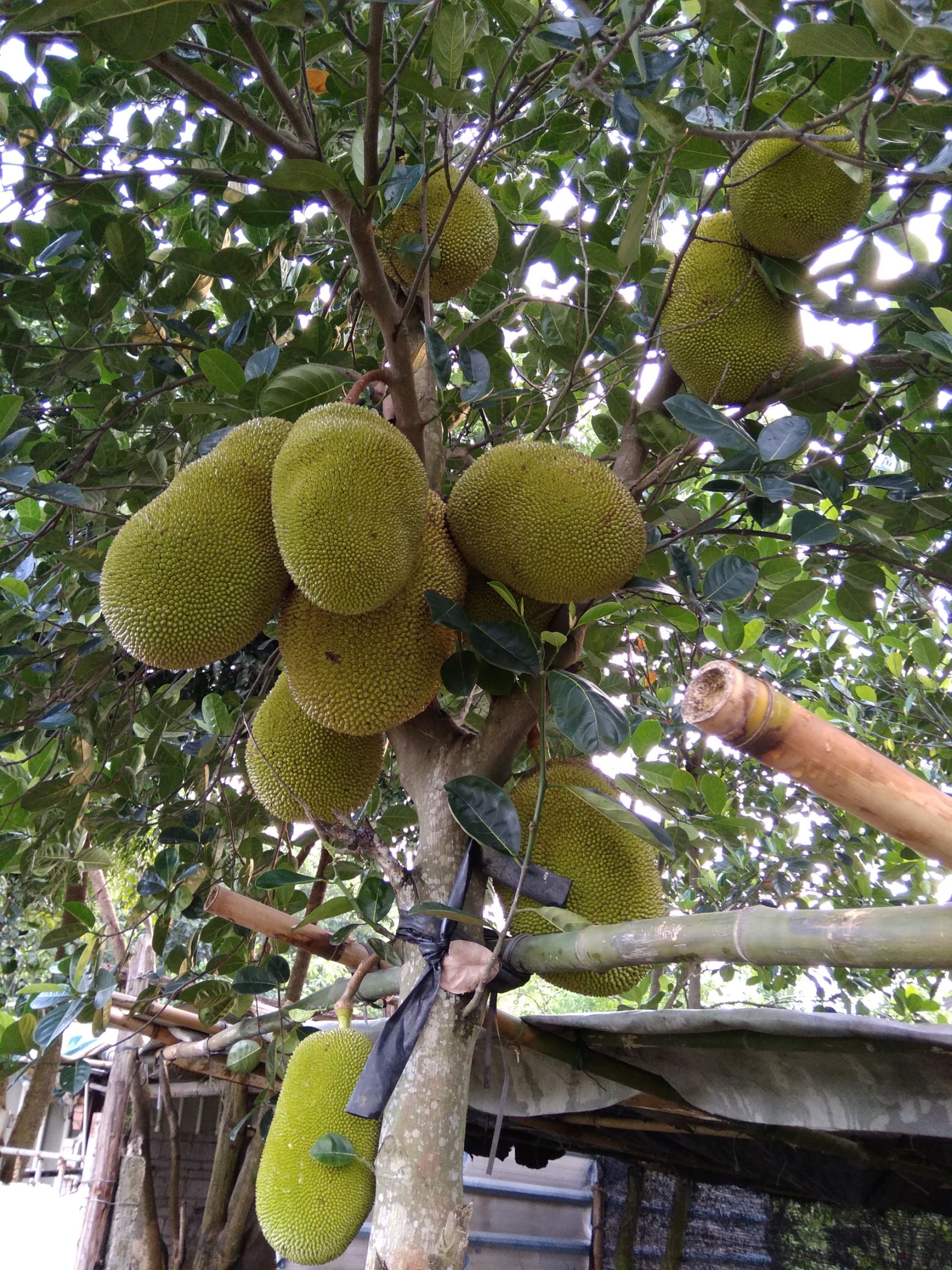 菠萝蜜,树菠萝