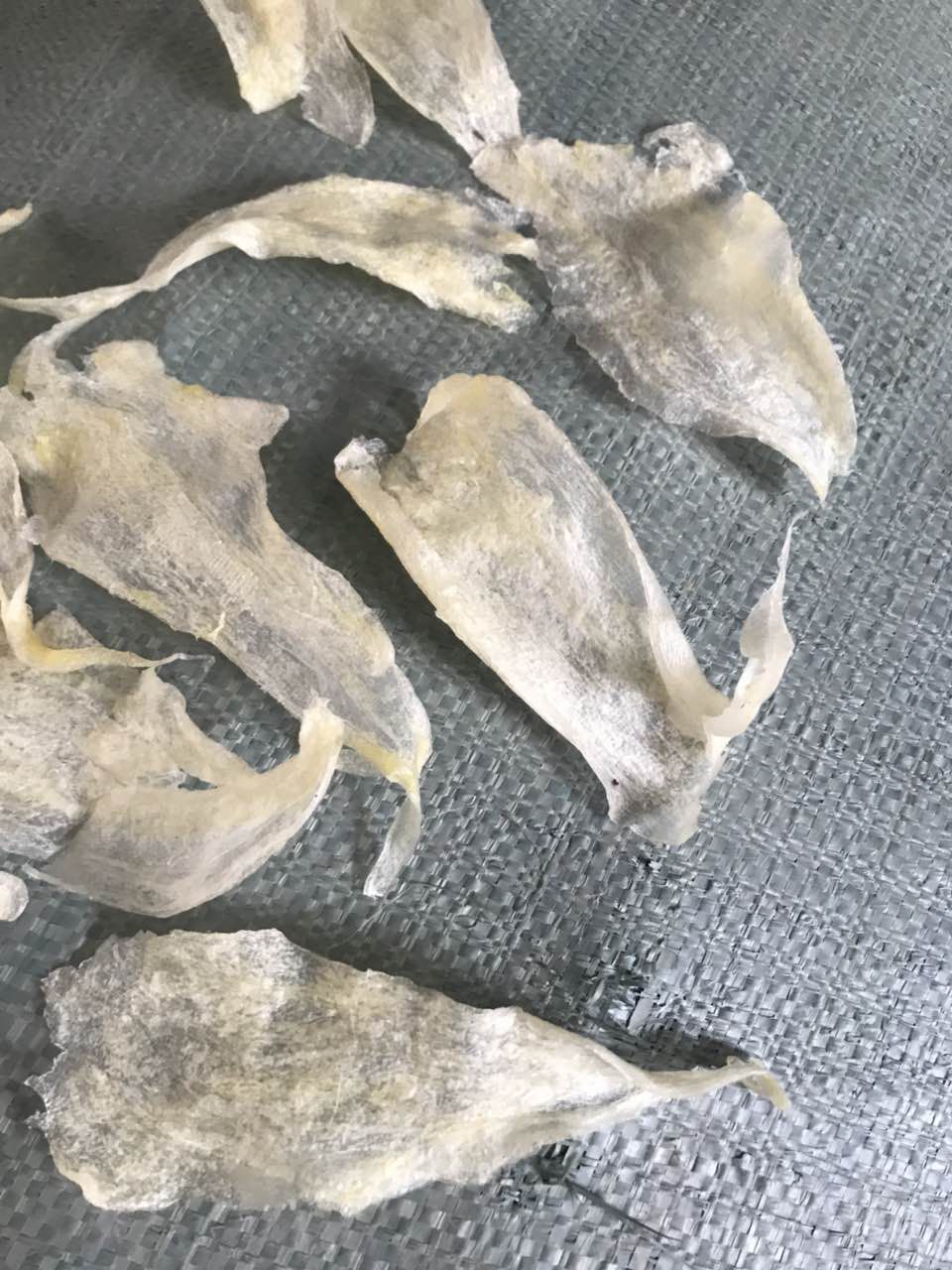 批发大量鱼胶片一手货源 巴沙鱼肚 水发鱼胶 花胶