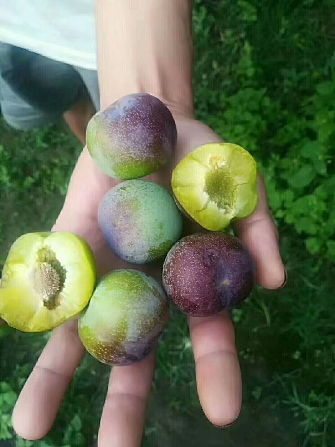 半边红李子 四川凉山半边红,皮薄肉厚,青脆可口,品质优良.