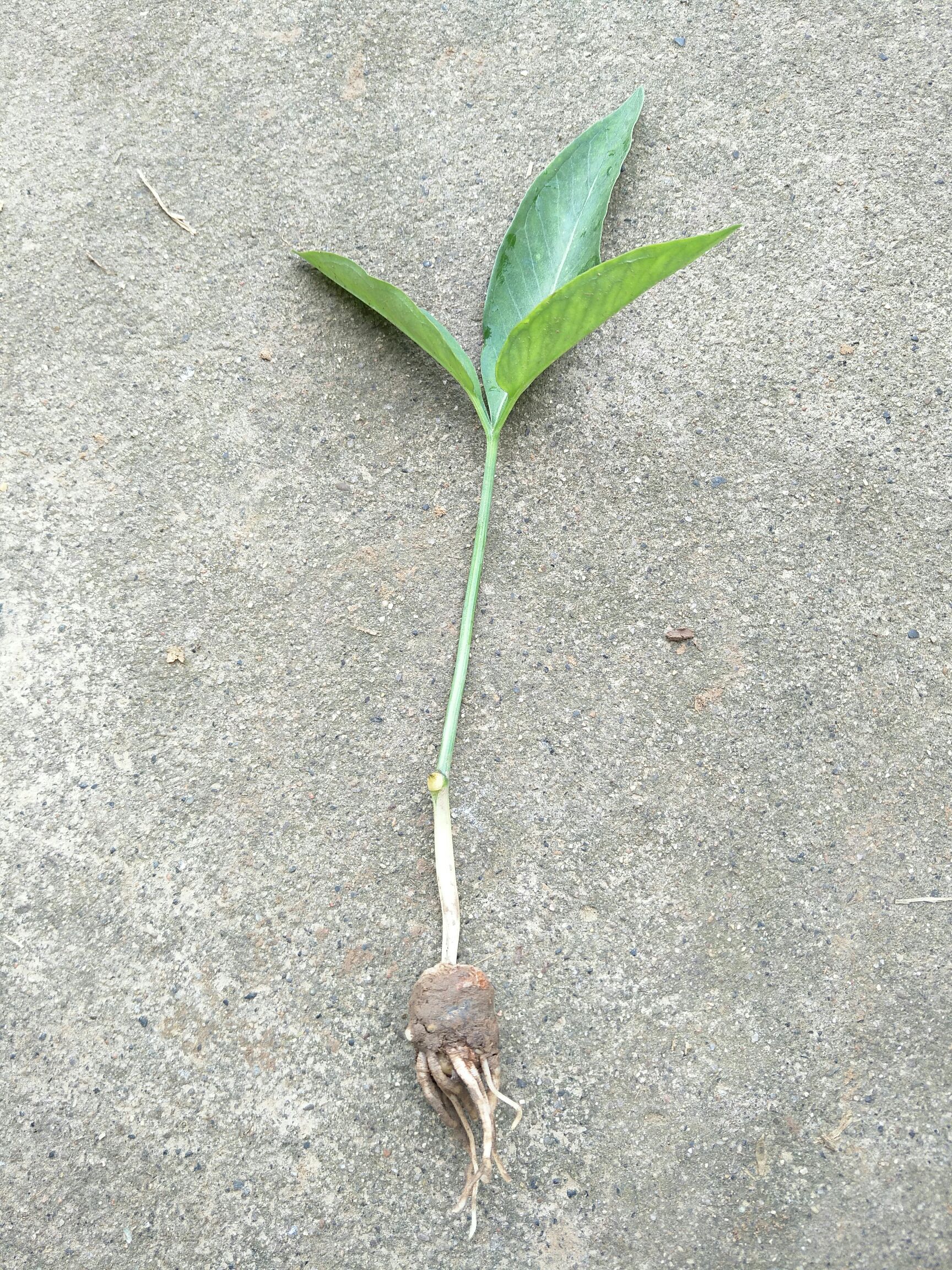 旱半夏种球湿半夏荆半夏种子