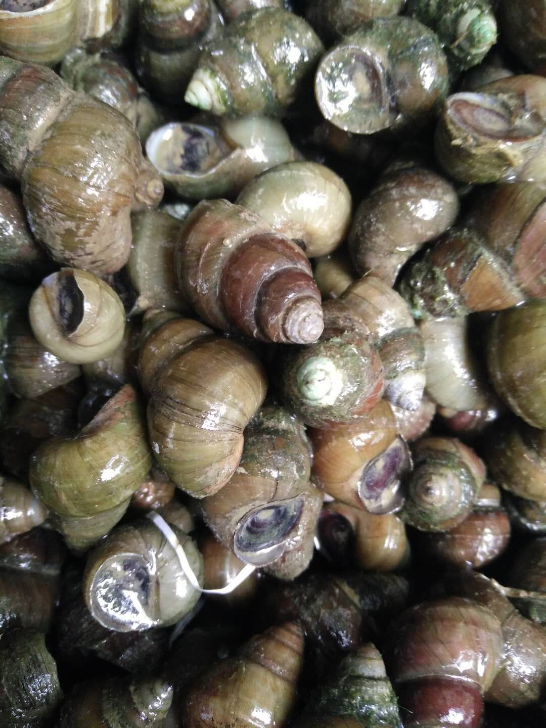 品种名:石螺 用途:食用          石螺,鲜活,一手货源,欢迎
