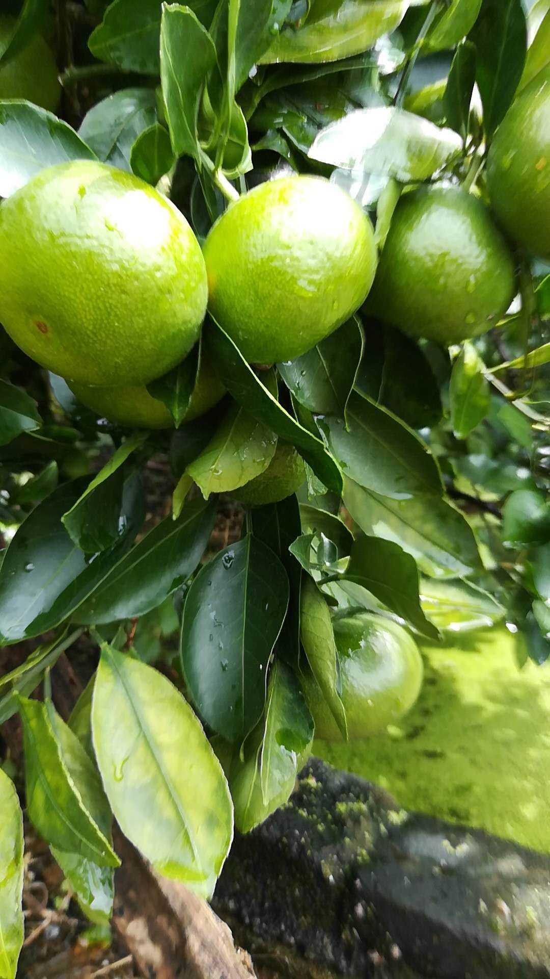 温州蜜柑 广西温州柑青皮早熟柑特早柑温州蜜桔