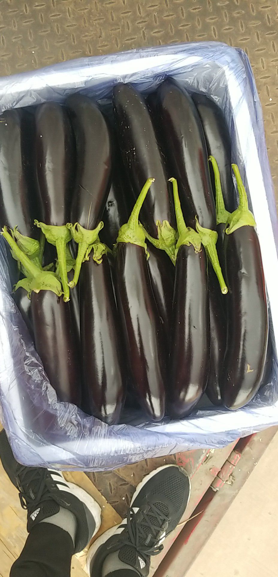 精品茄子
