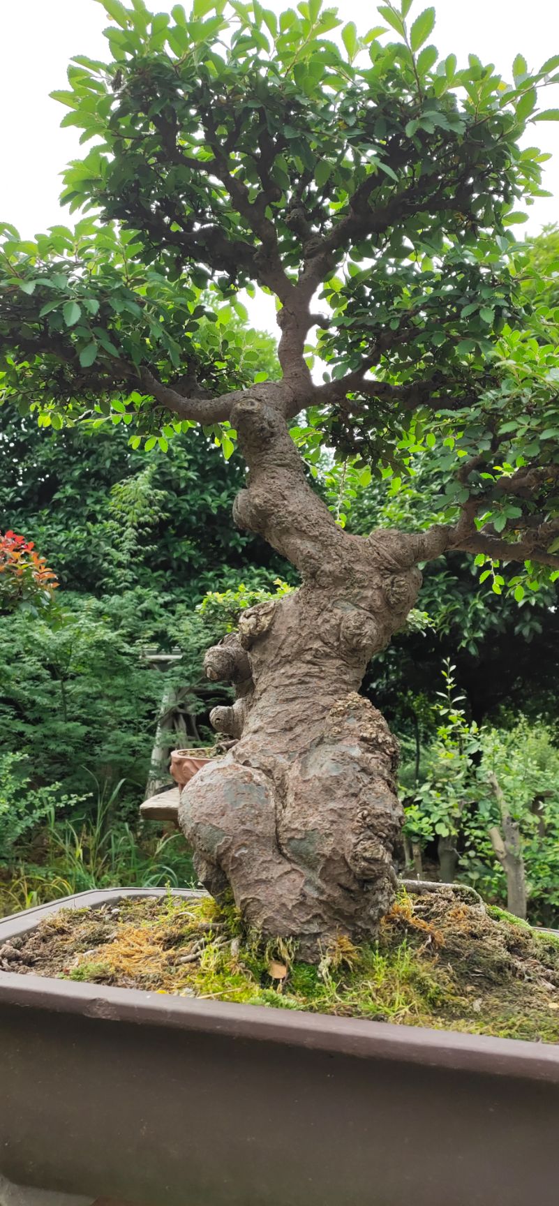 造型榆树 精品榆树造型盆景怪桩老桩