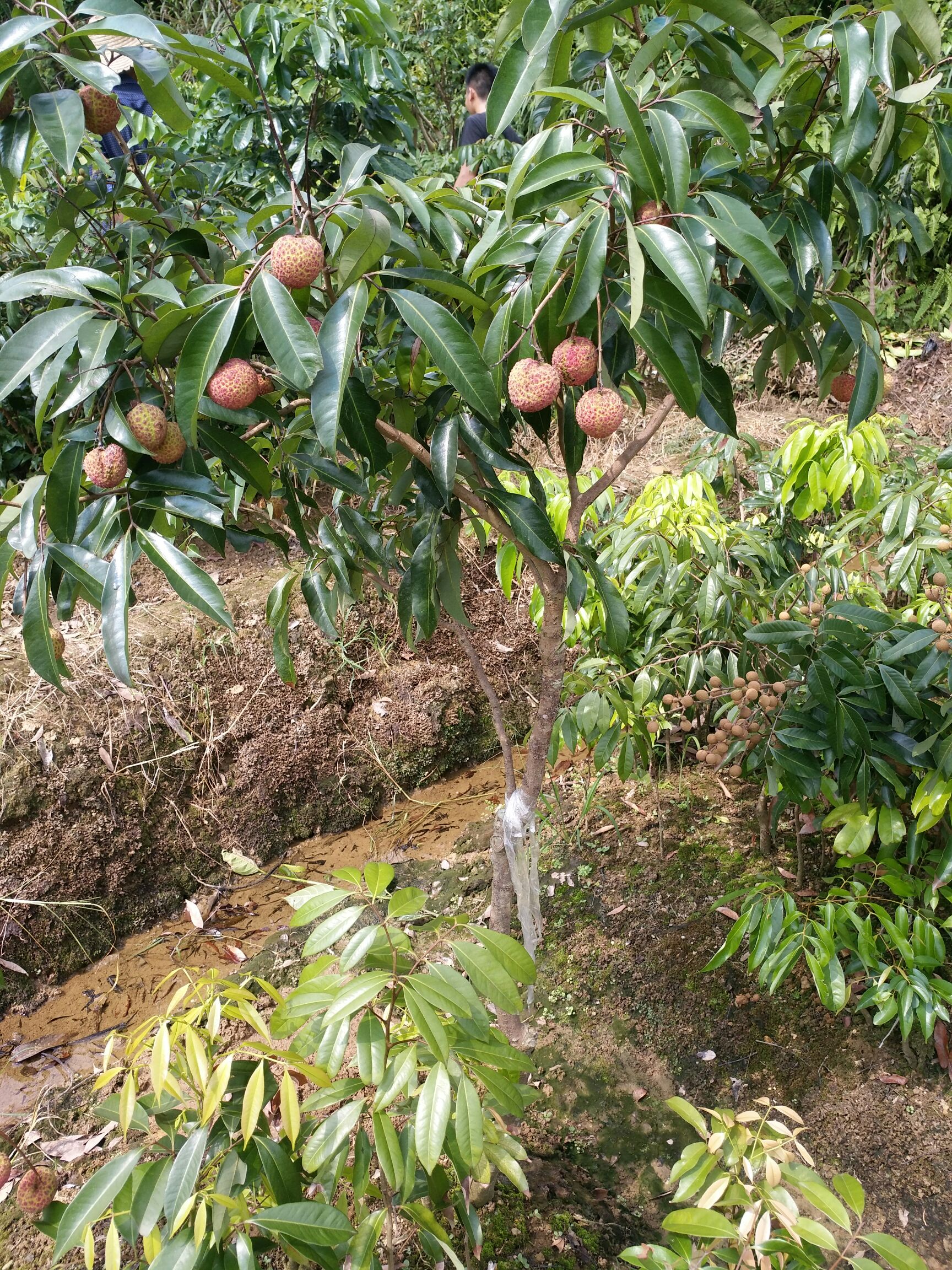 荔枝树苗果树苗嫁接南方种植桂味无核荔枝苗当年结果